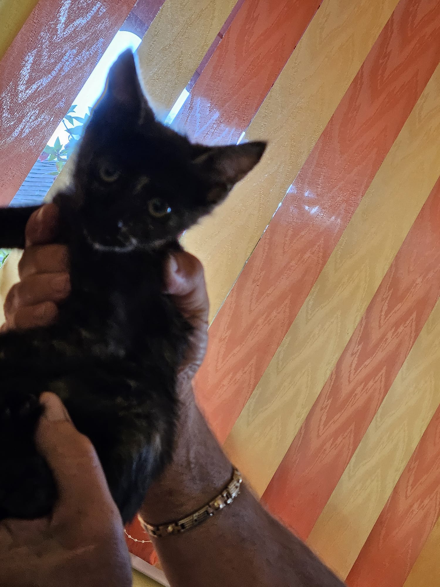 Pisoiasi pentru adoptie