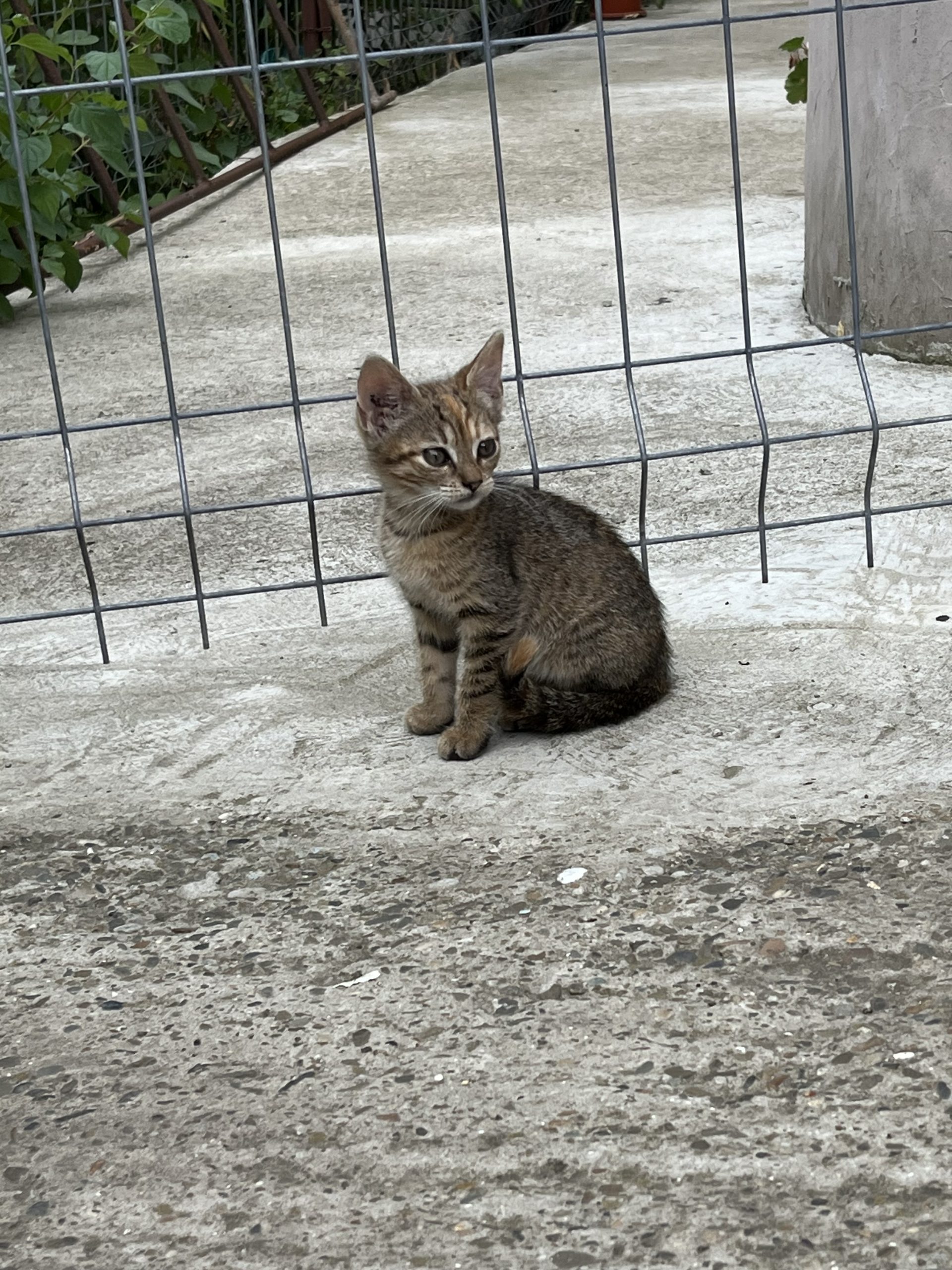 Pisicuțe