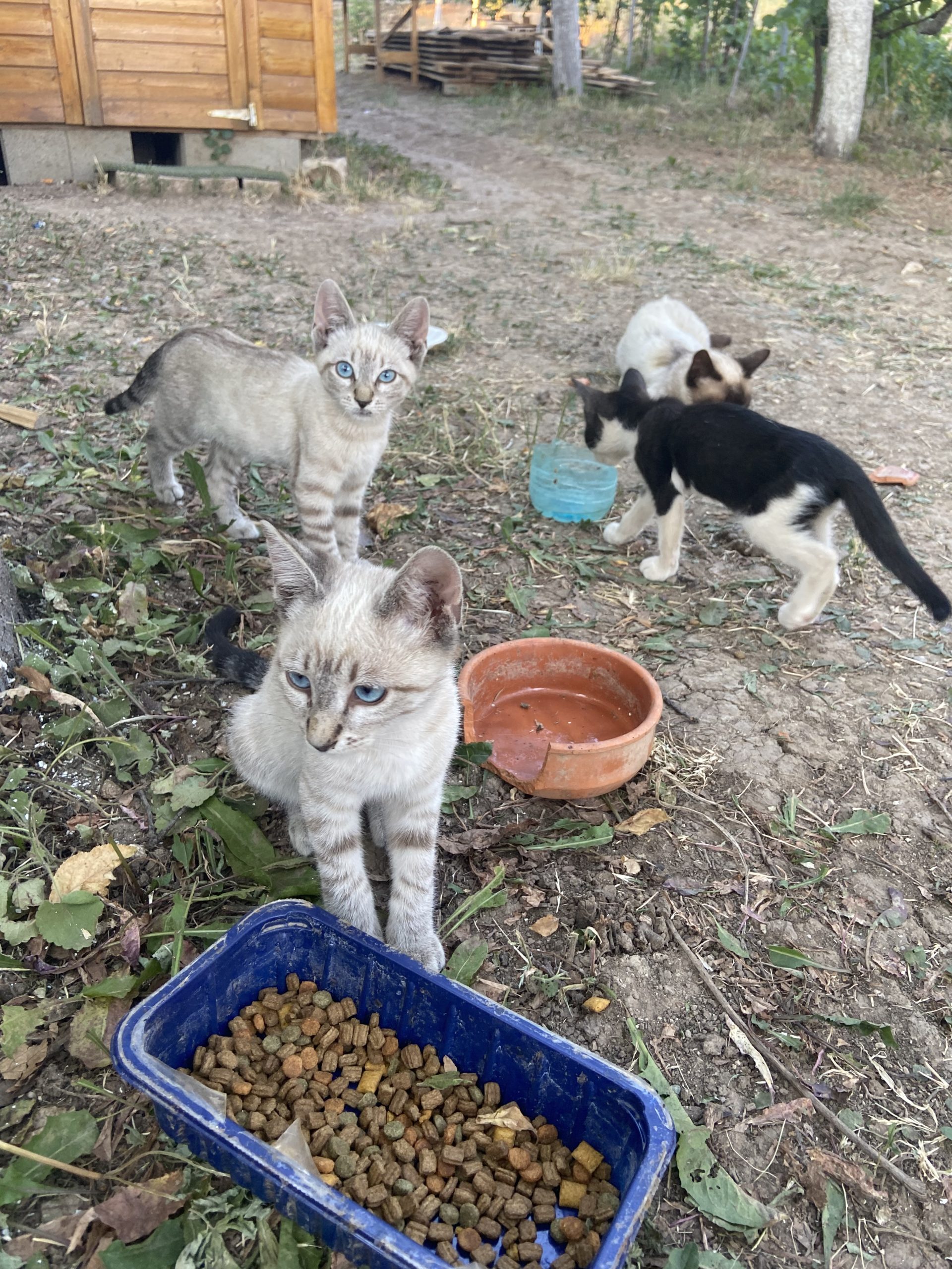 4 pui siamezi jucausi ☘️🐾
