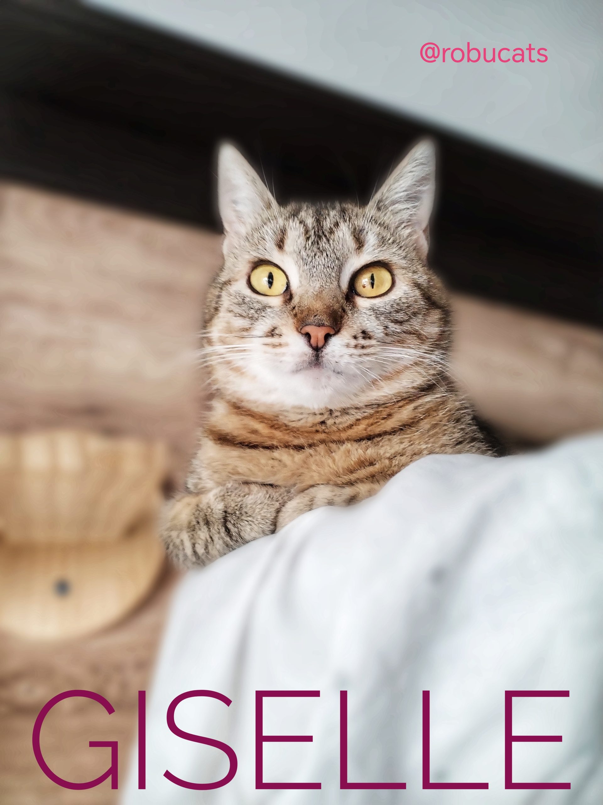 Tigrată super blândă și dulce