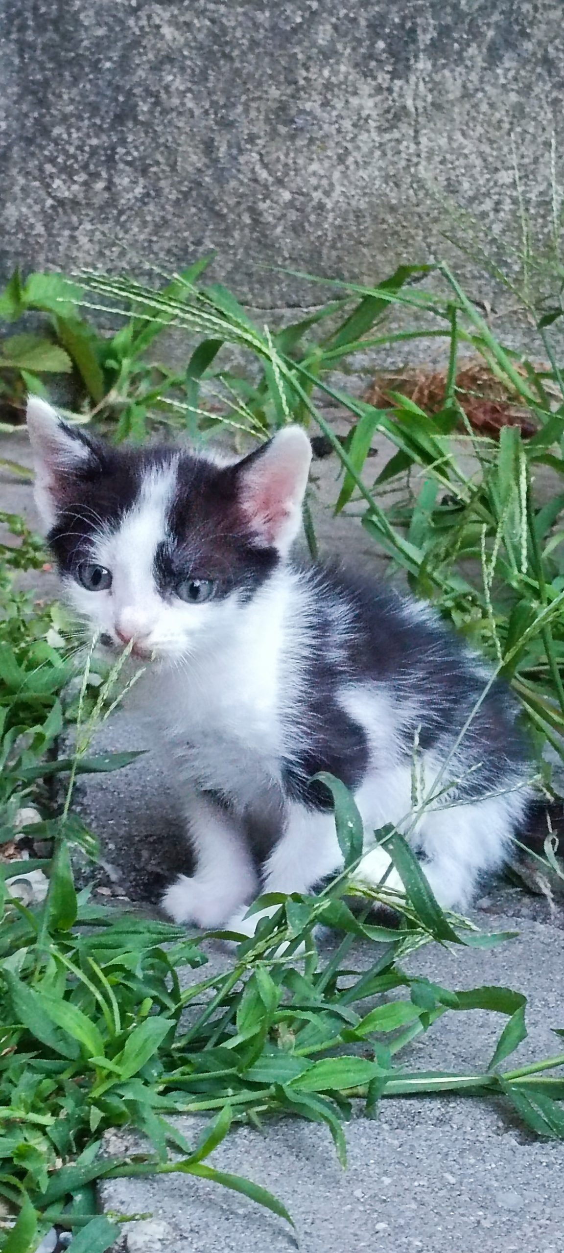 10 puiuți drăgălași căutăm căsuța