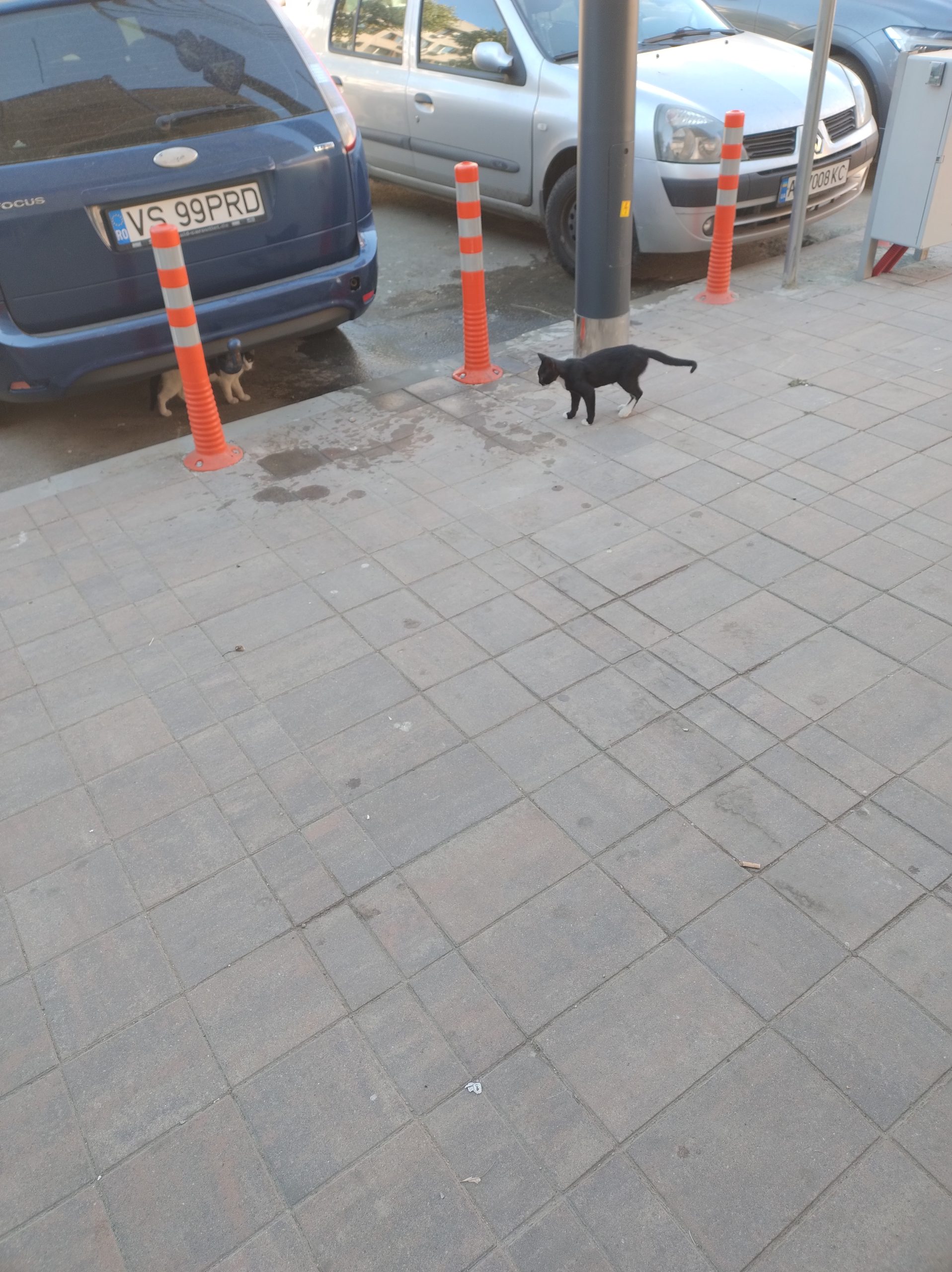 Puișori