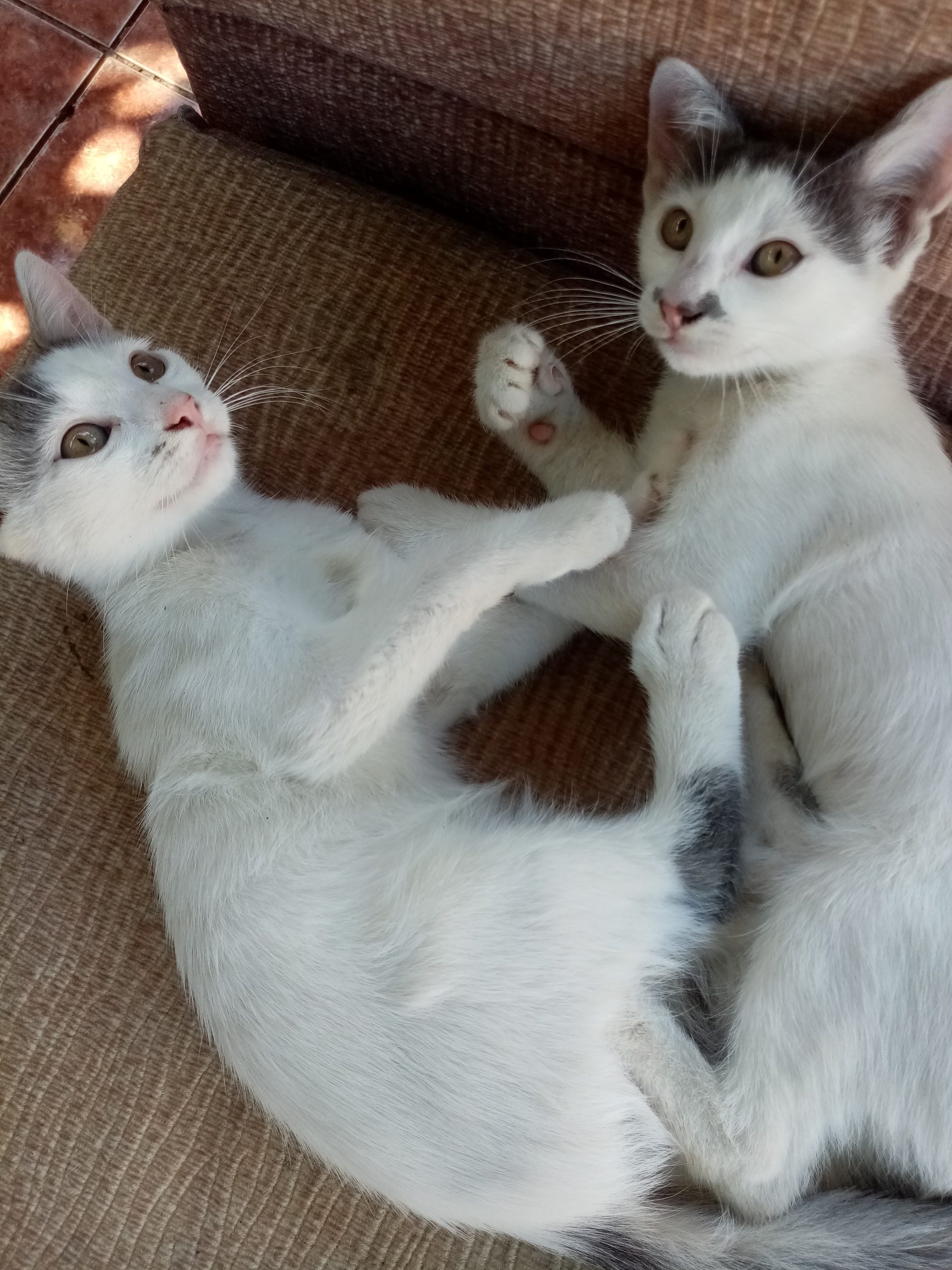 Pisicuțe adorabile.