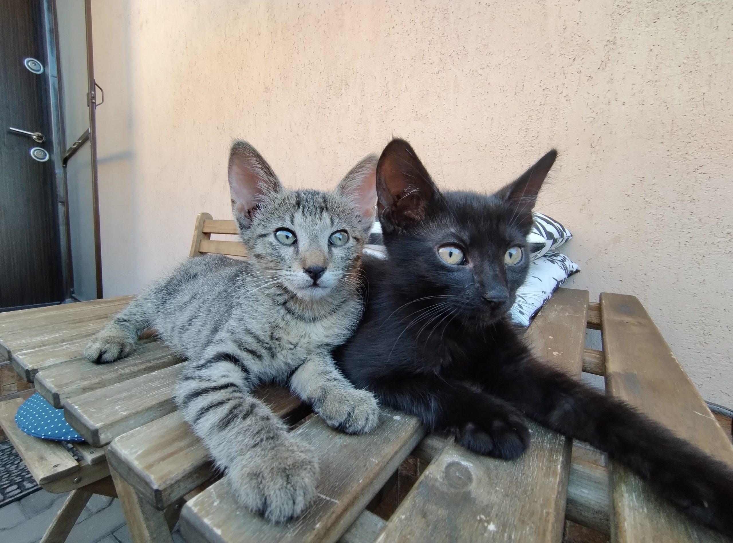Urgent !dau spre adopție doi motănei de două luni împreună sau separat