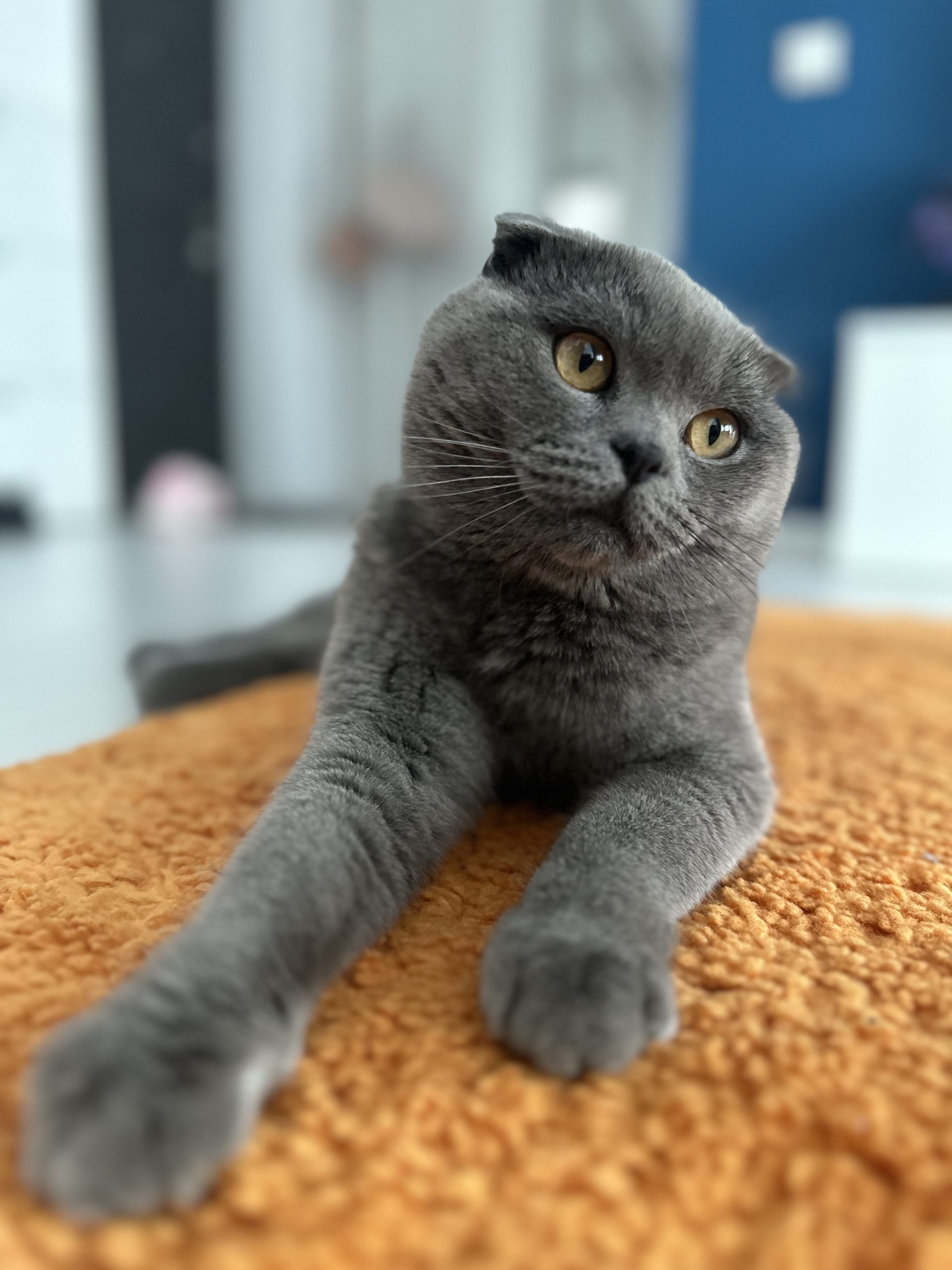 Motan Scotish Shorthair