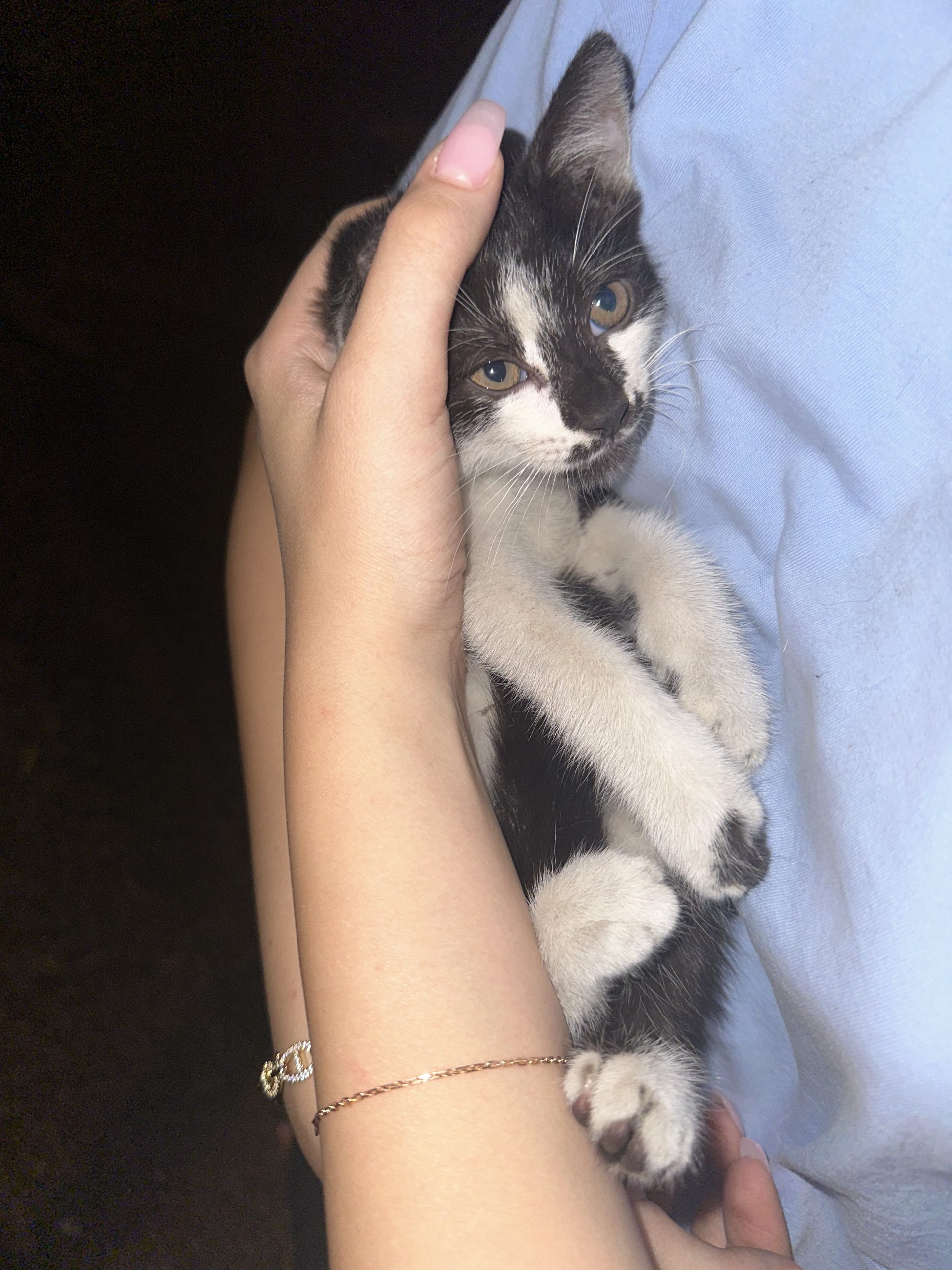 motanel spre adoptie