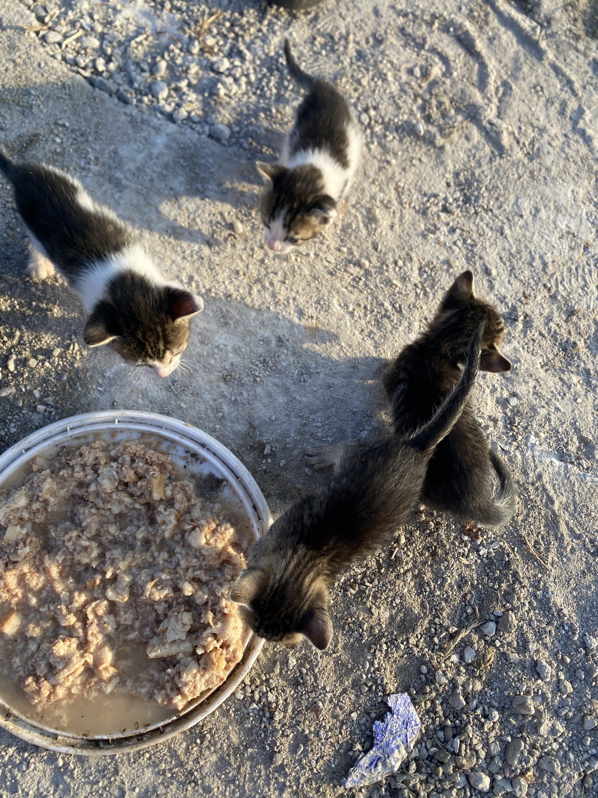 4 pisoi mici , au mai puțin de o lună