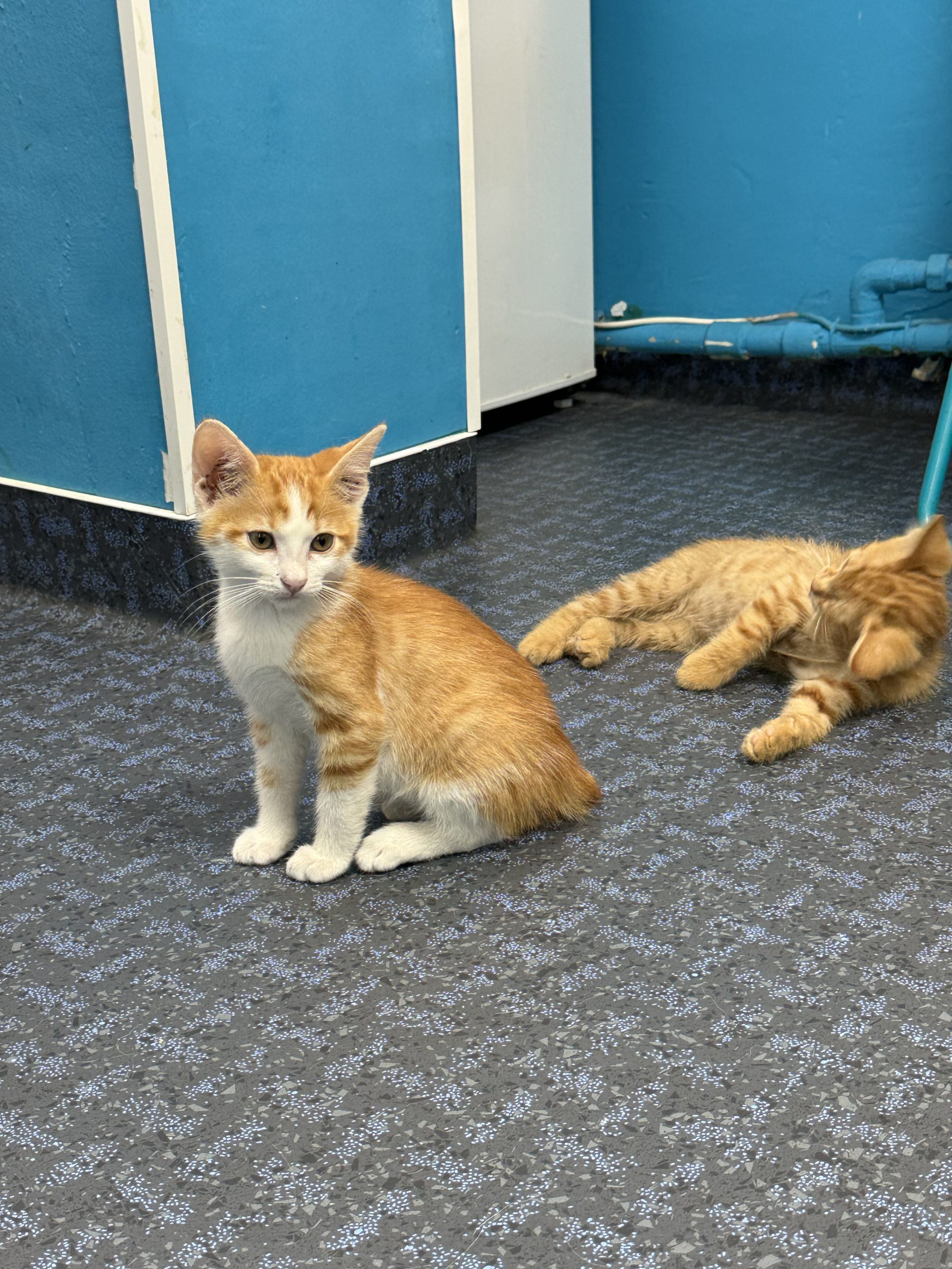 2 fratiori pentru adoptie