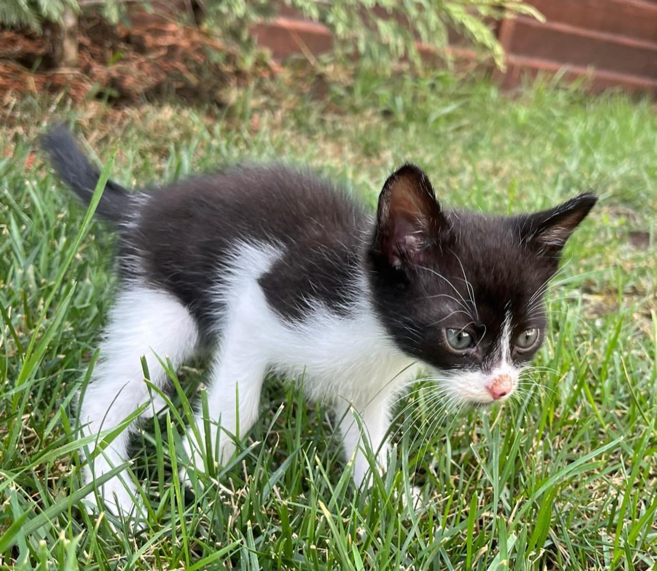 Motanei pentru adoptie