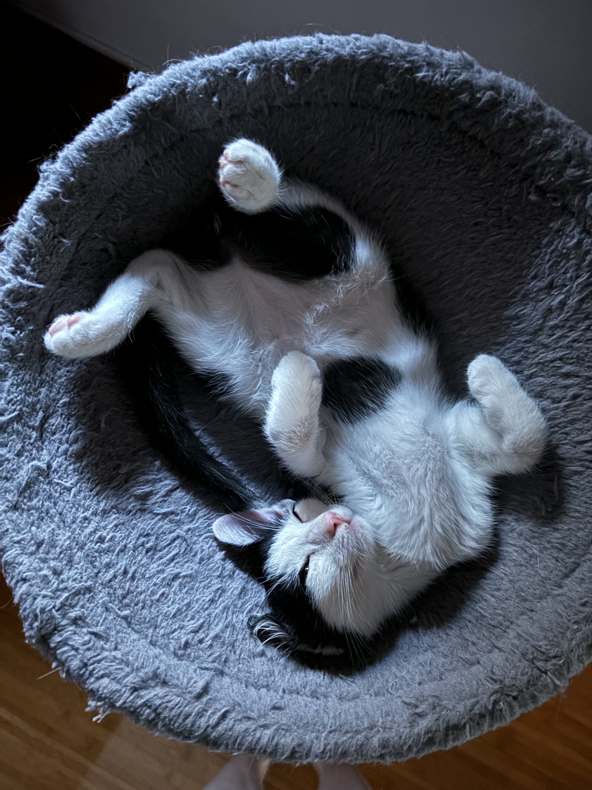 Adoptie Pixel si Gandal-cel-gri
