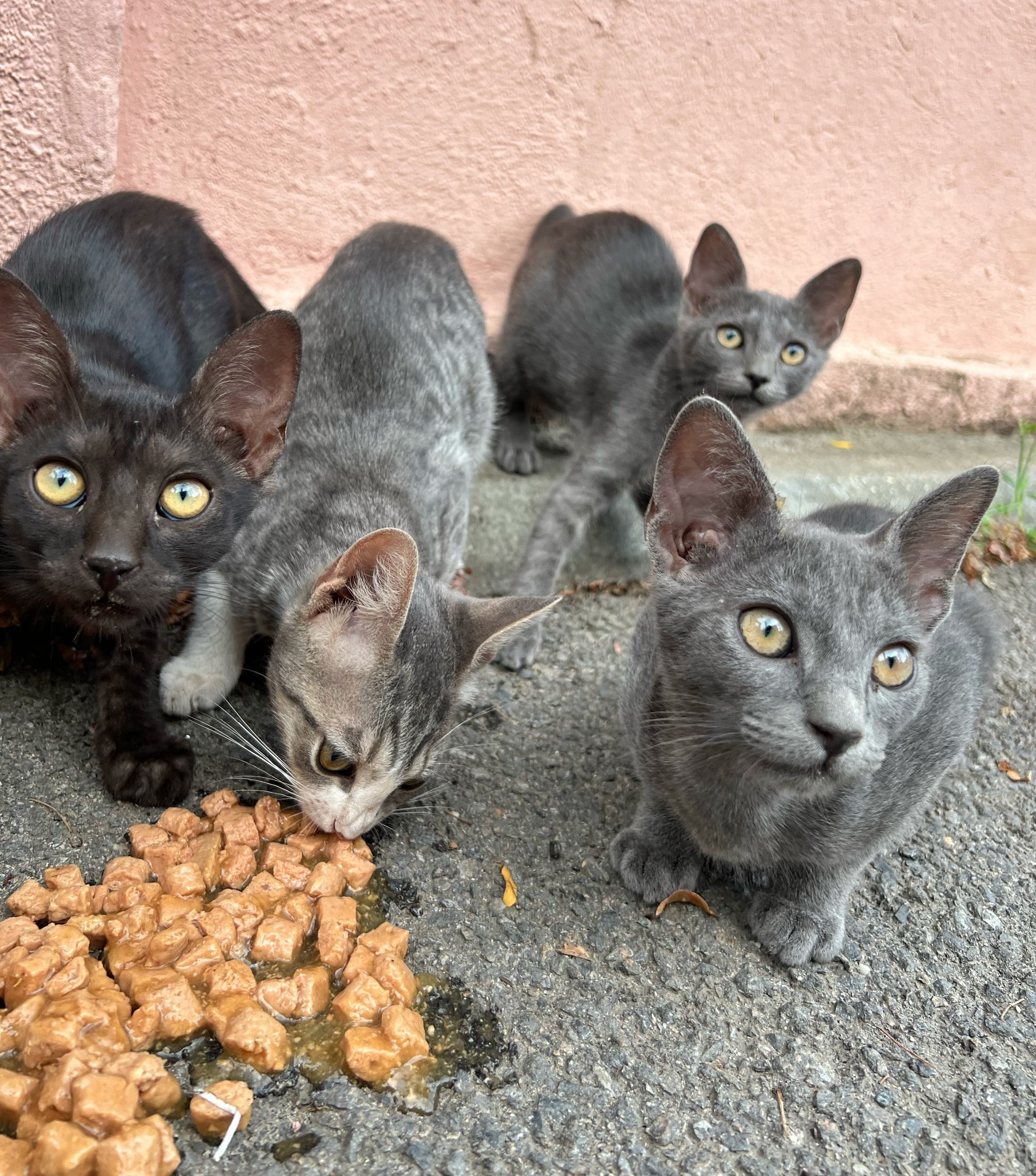 4 pui de pisica spre adoptie