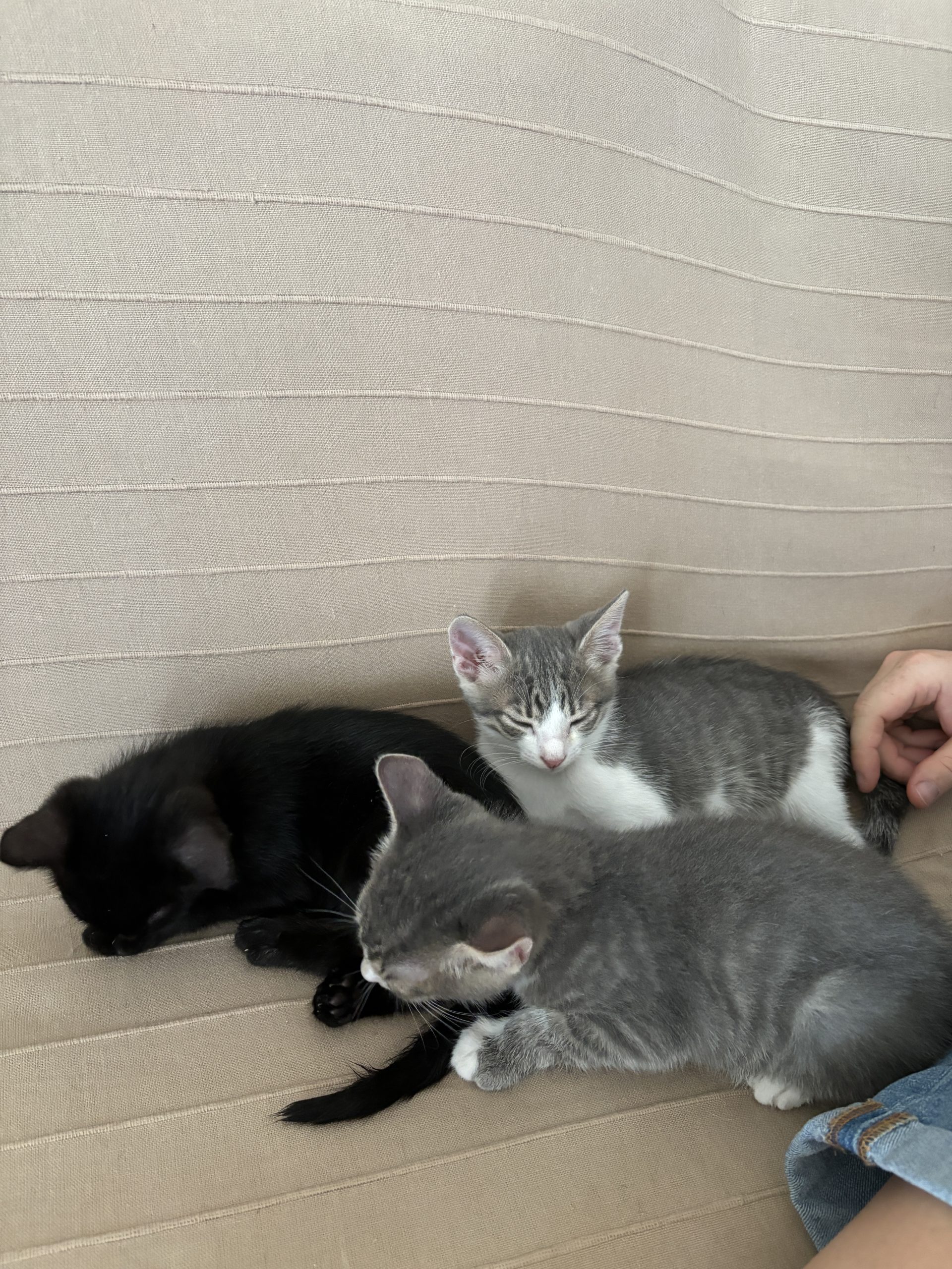 Donez 3 motănei iubitori de 2 luni, împreună sau separat