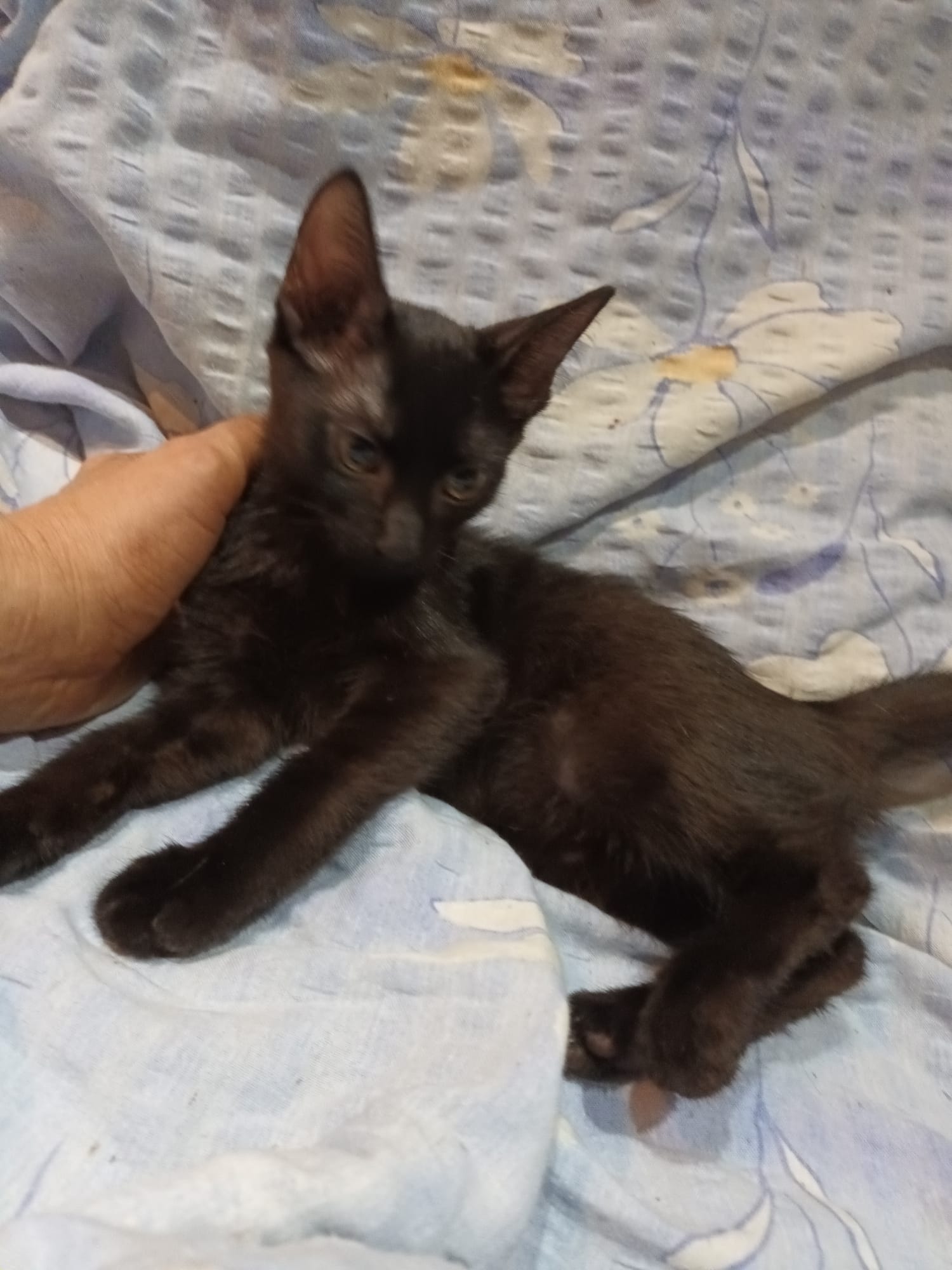Pisicute calico 2-3 lunite ne cautam familie