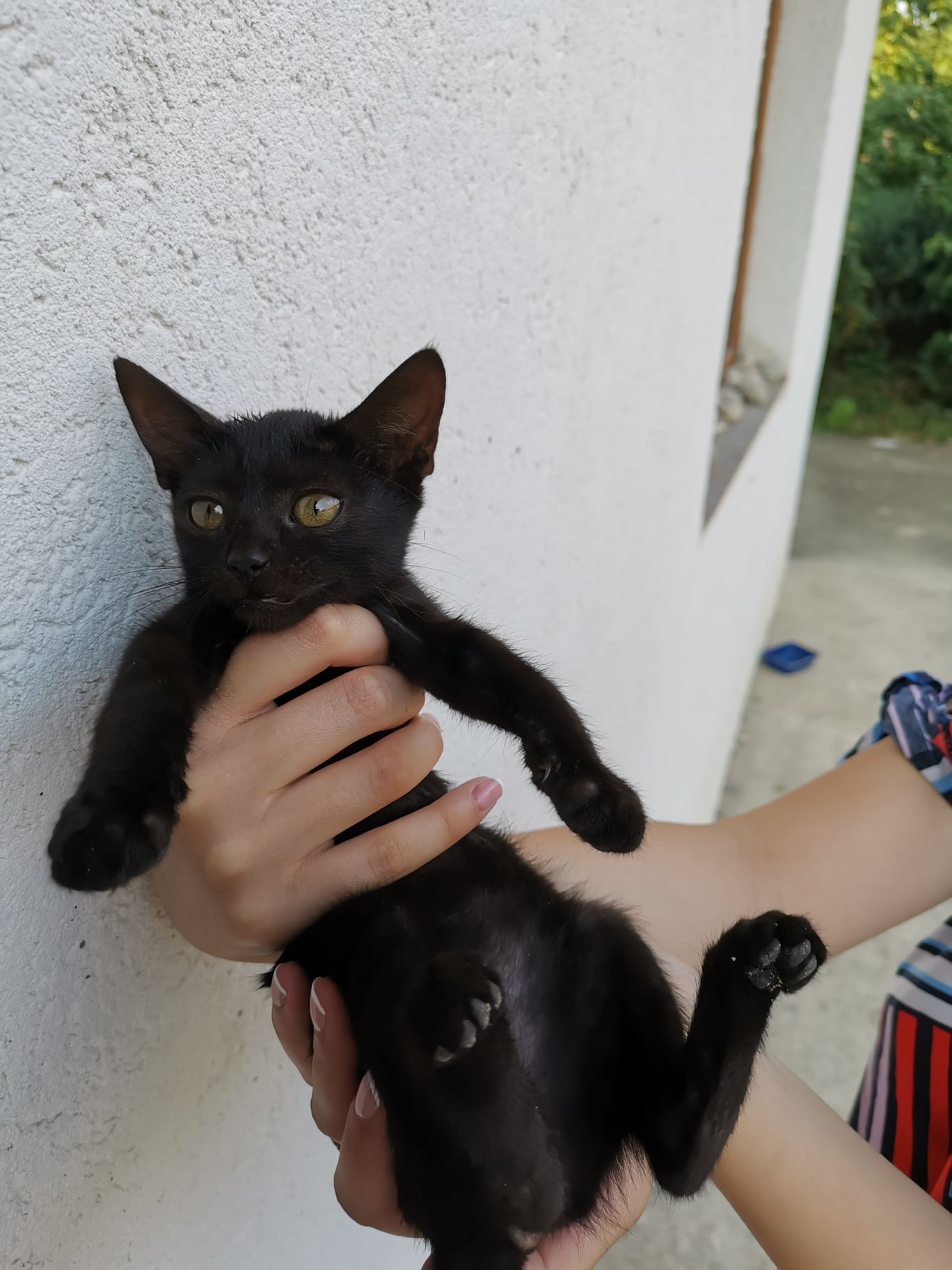Pisicuțe pui de adopție