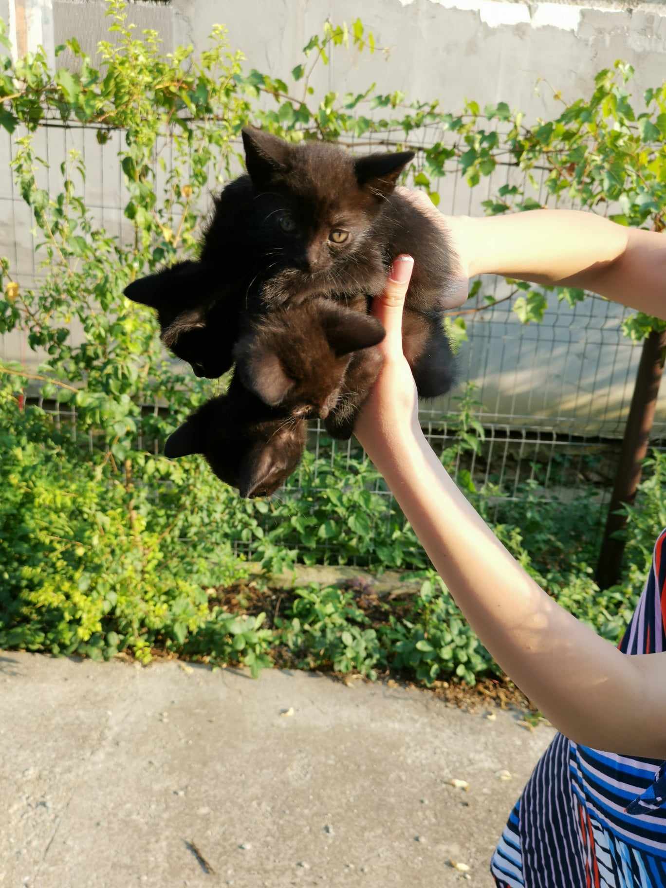 4 Pisicuțe mici negre și dulci care se lipesc de tine