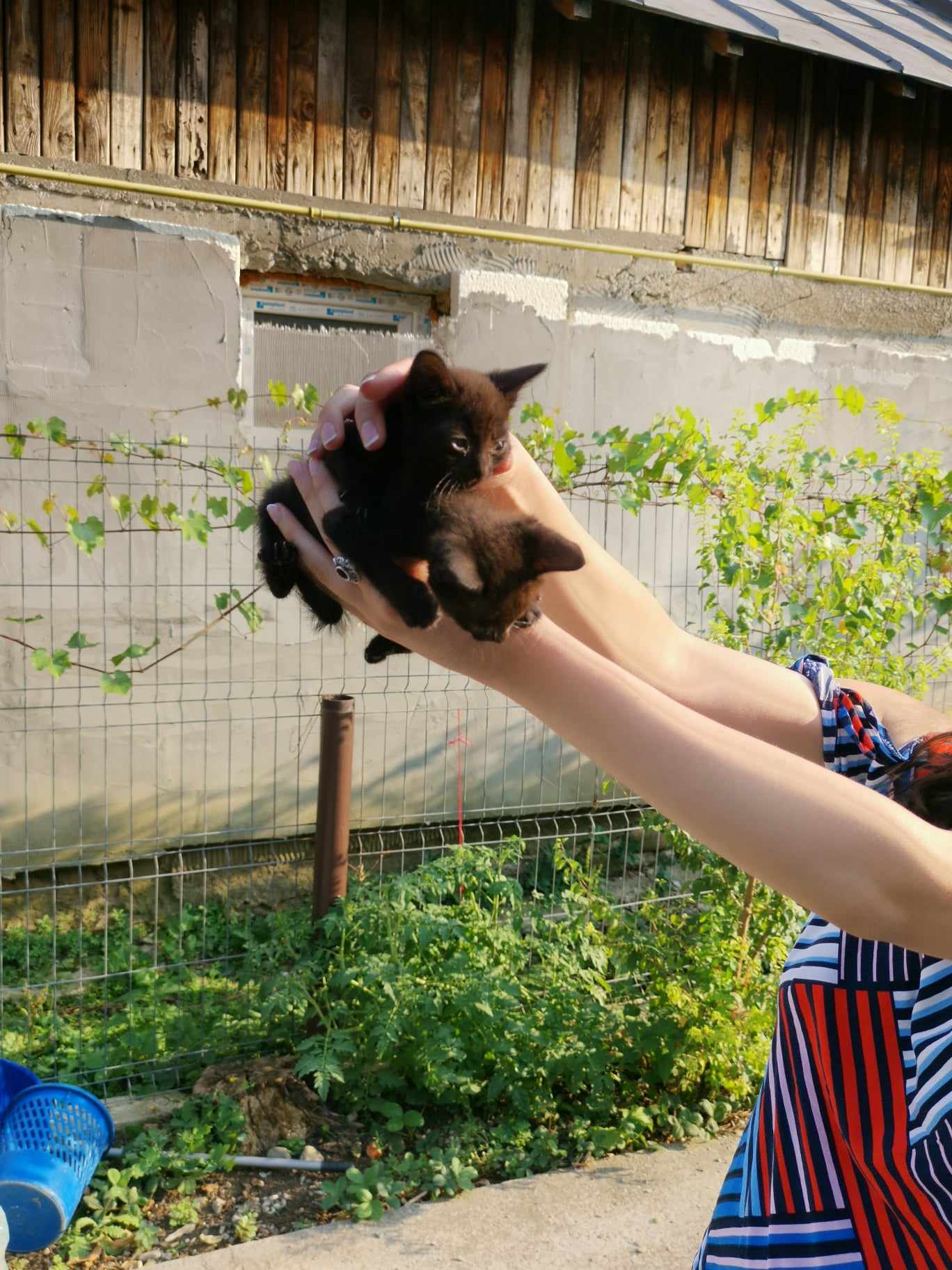 4 pisicuțe de 1 luna au nevoie de stapan