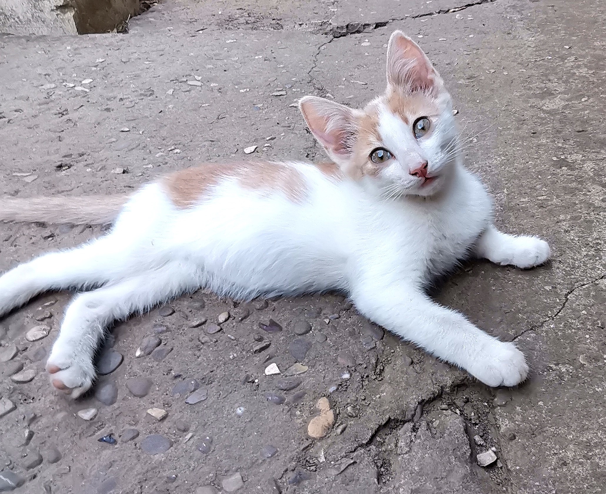 Motanel alb cu crem 8 saptamani