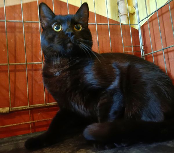 Nero, splendoare de baietel, aflat in mare necaz