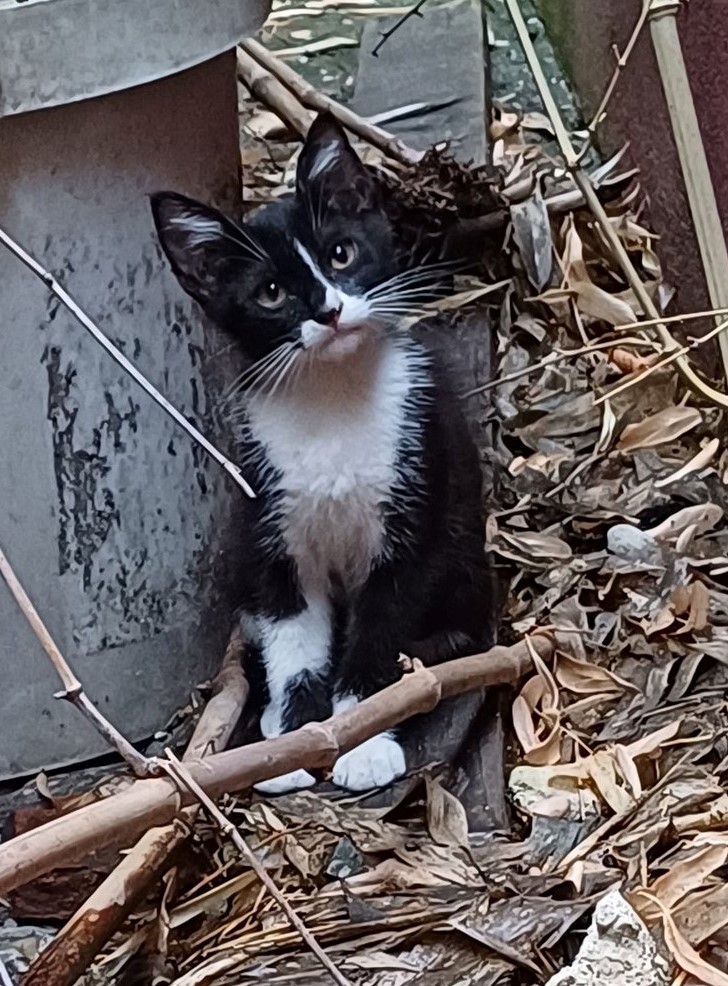 Splendori de motanei abandonati si in pericol