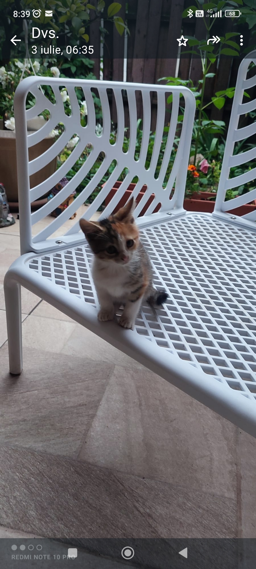 Adorabile si jucause!