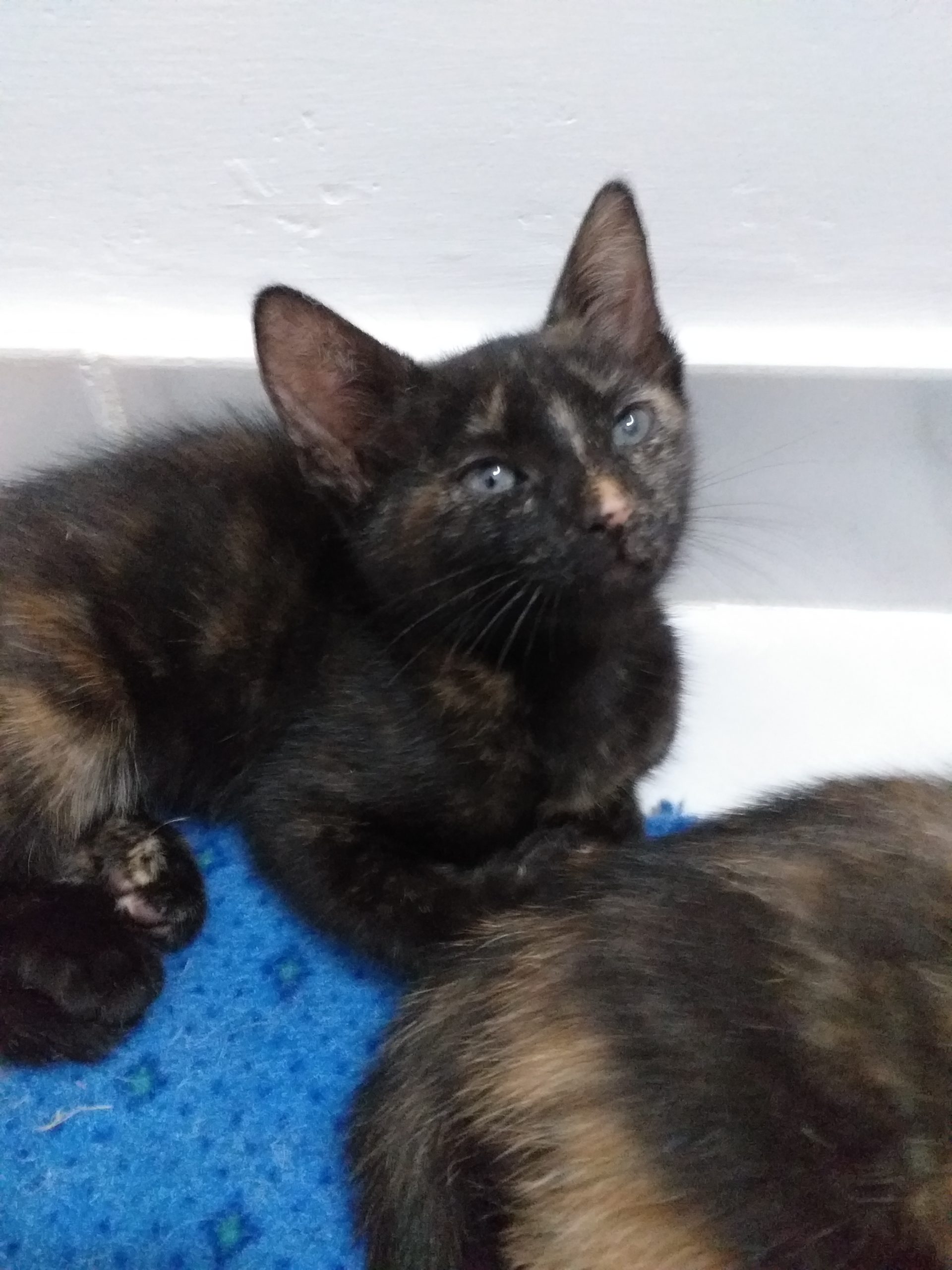 Silver pisicuta calico