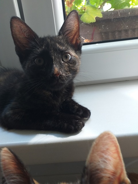 Silver – pisicuta calico deosebita!