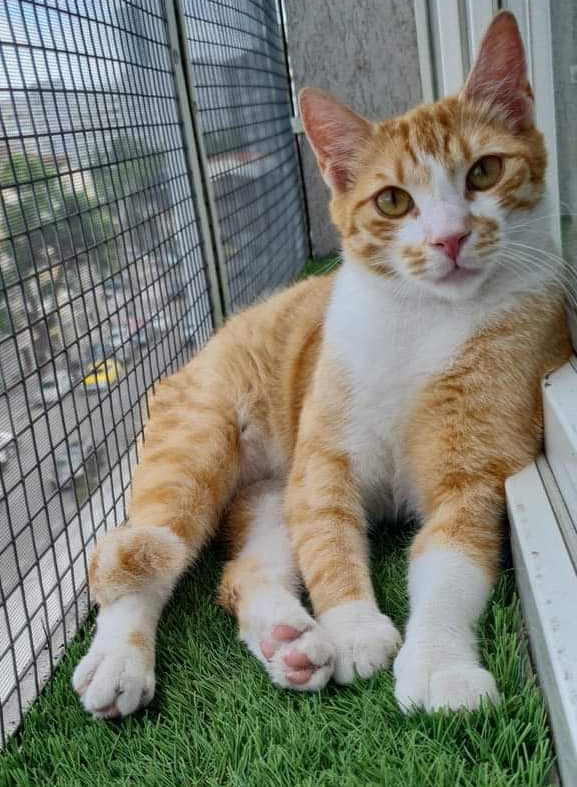 Simba, baietel jucaus, are mare nevoie de tine