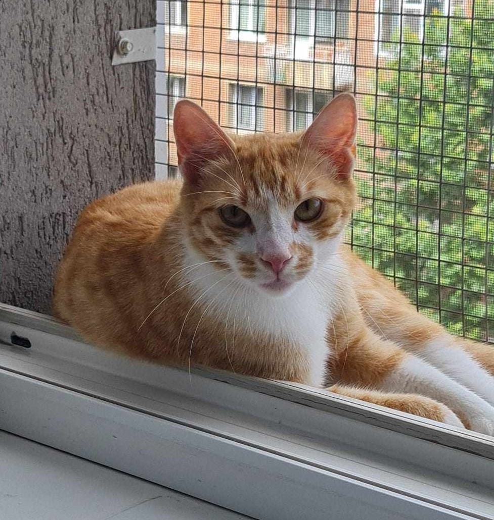 Simba, baietel jucaus, are mare nevoie de tine
