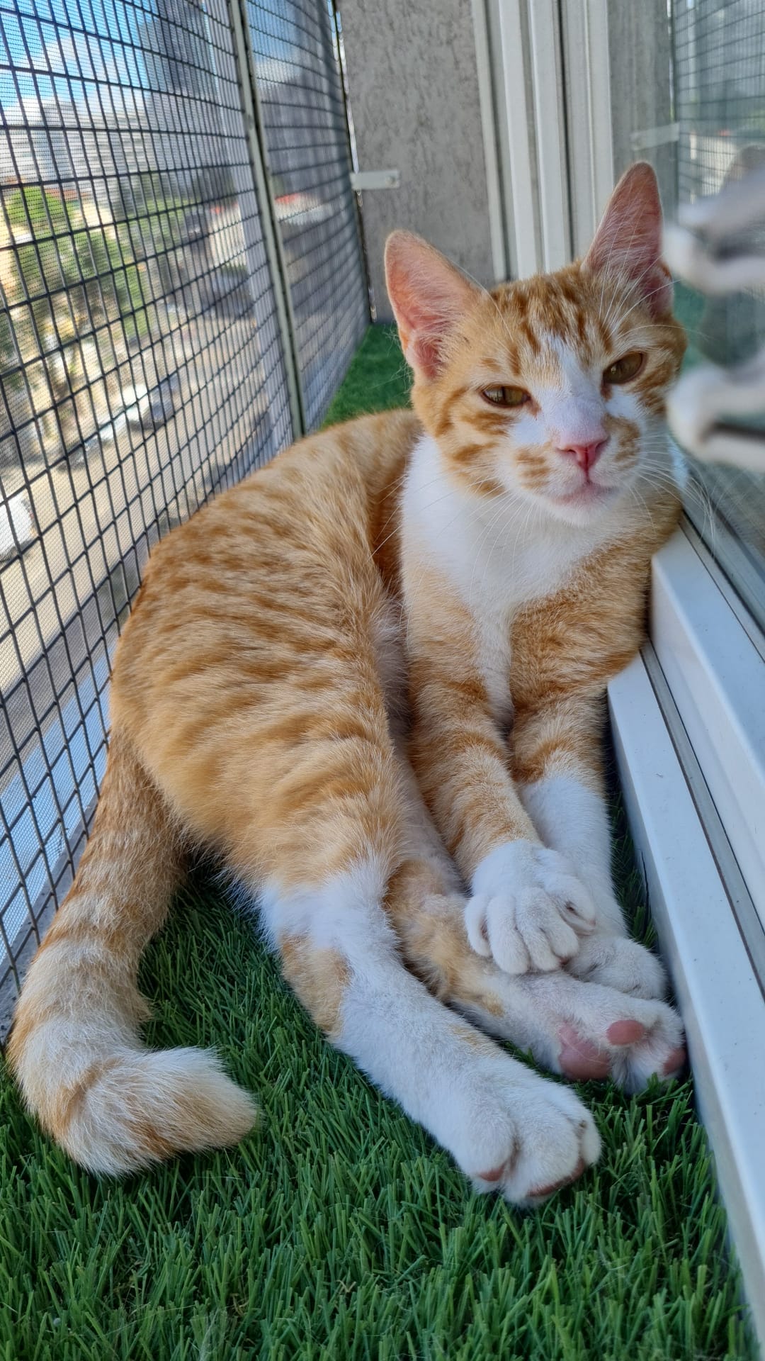 Simba, baietel jucaus, are mare nevoie de tine