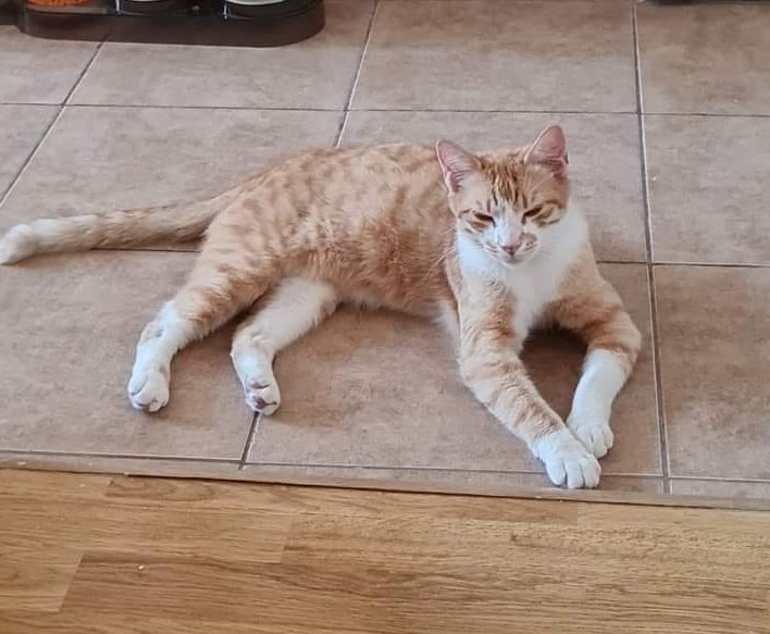 Simba, baietel jucaus, are mare nevoie de tine