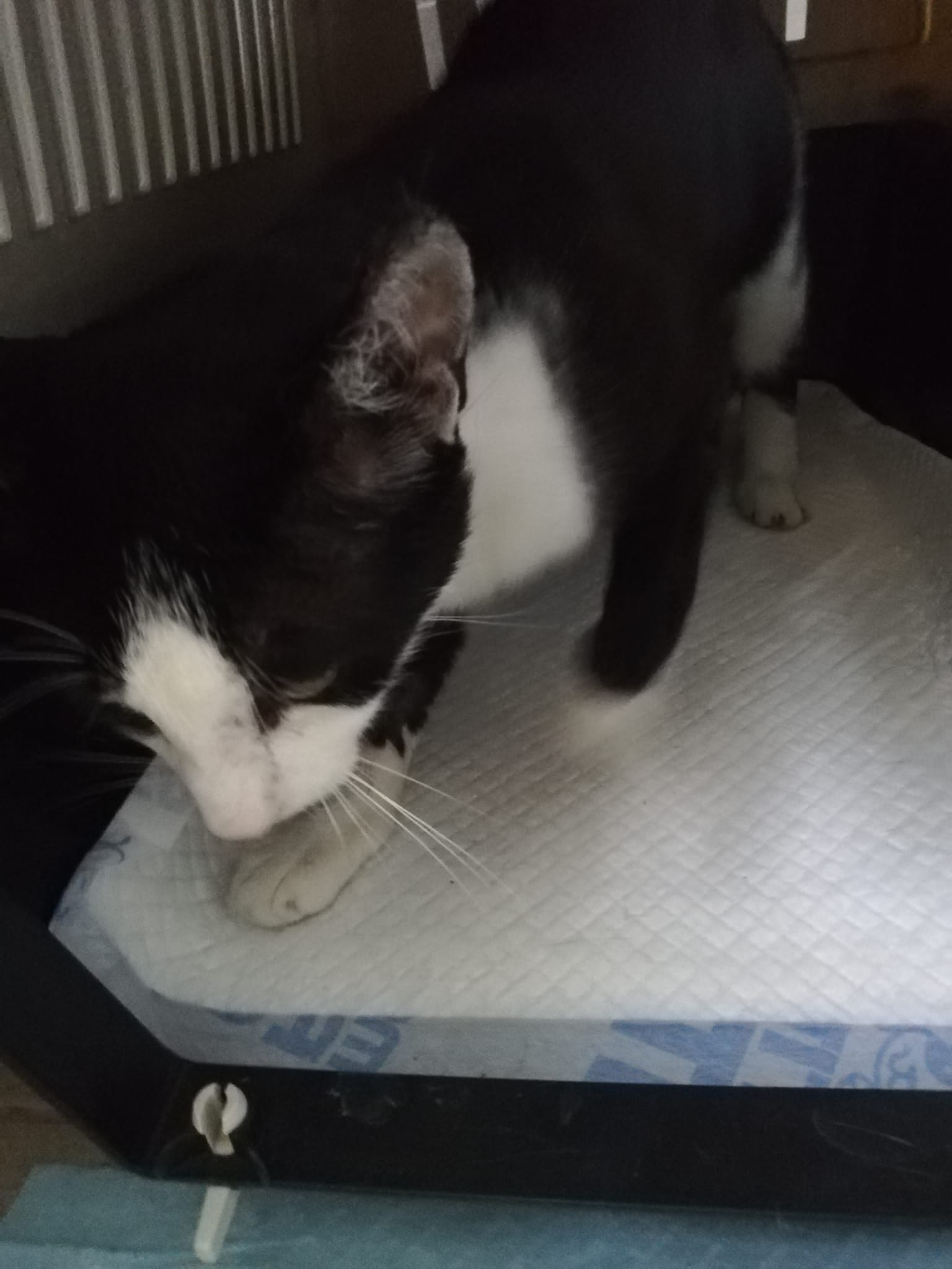 Pisica aprox 1.5 ani sterilizata deparazitata