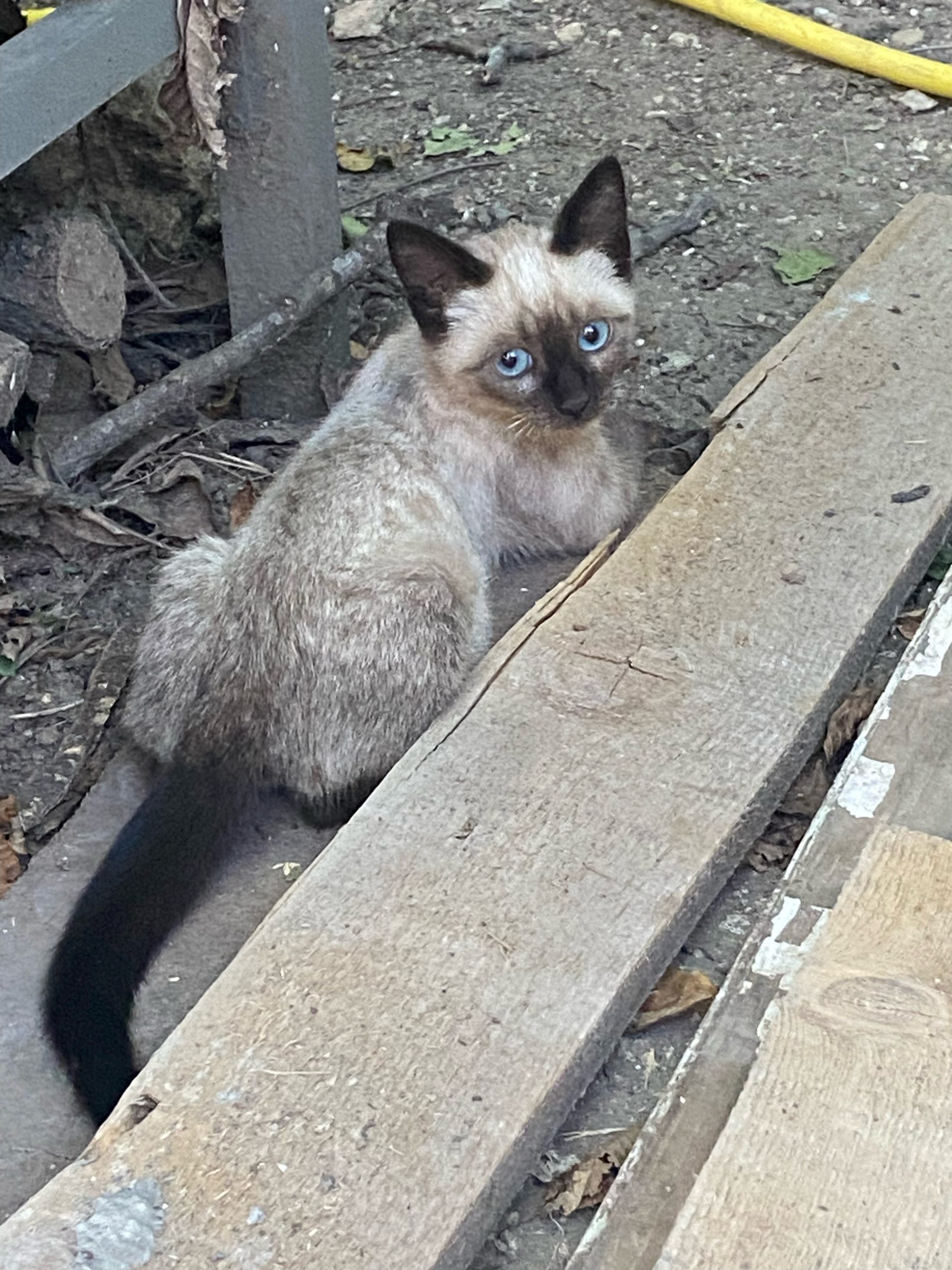 4 pui siamezi jucăuși ☘🐾