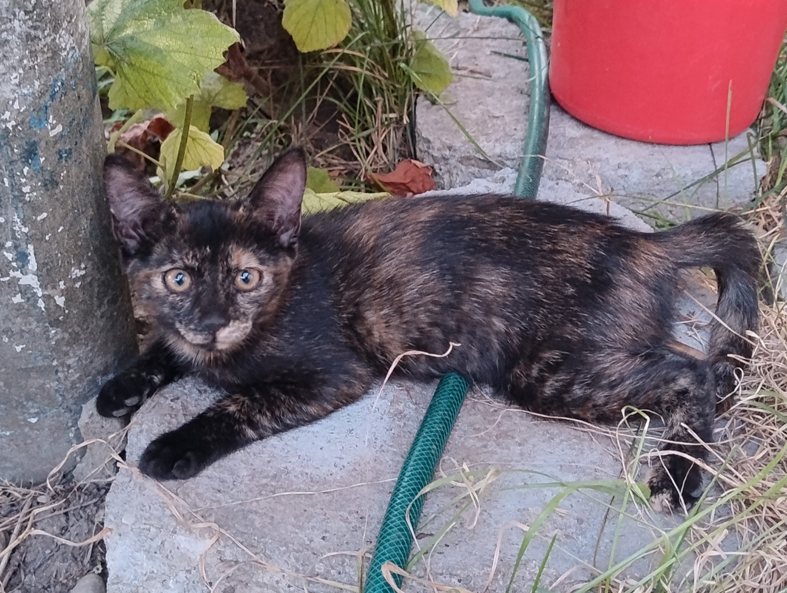 Adoptie pisici