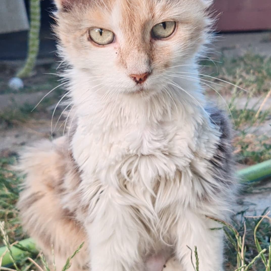 Lola – blândă și mătăsoasă