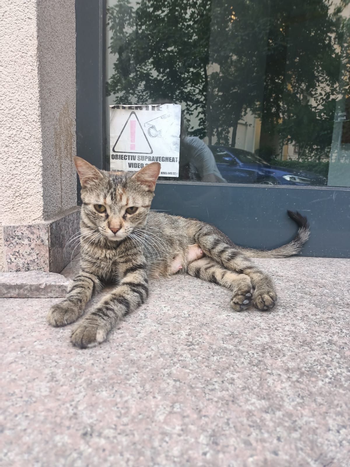 Dulce si iubitoare, TEA cauta stapan