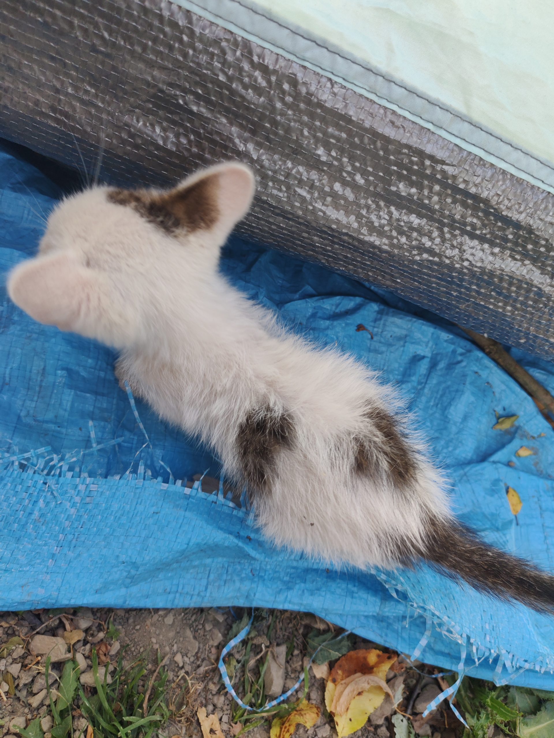 Pui pisic a fost abandonat sau abandonată