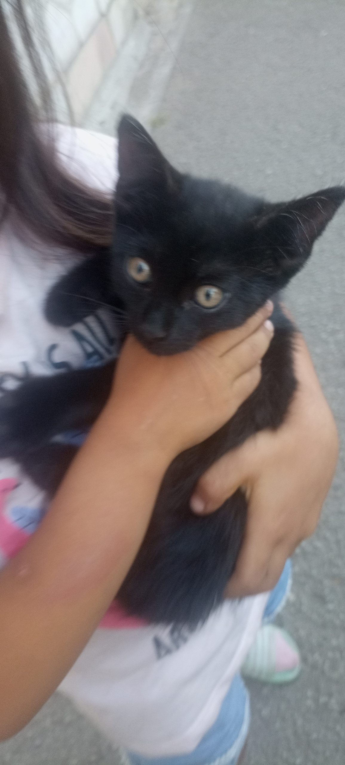 Spre adopție