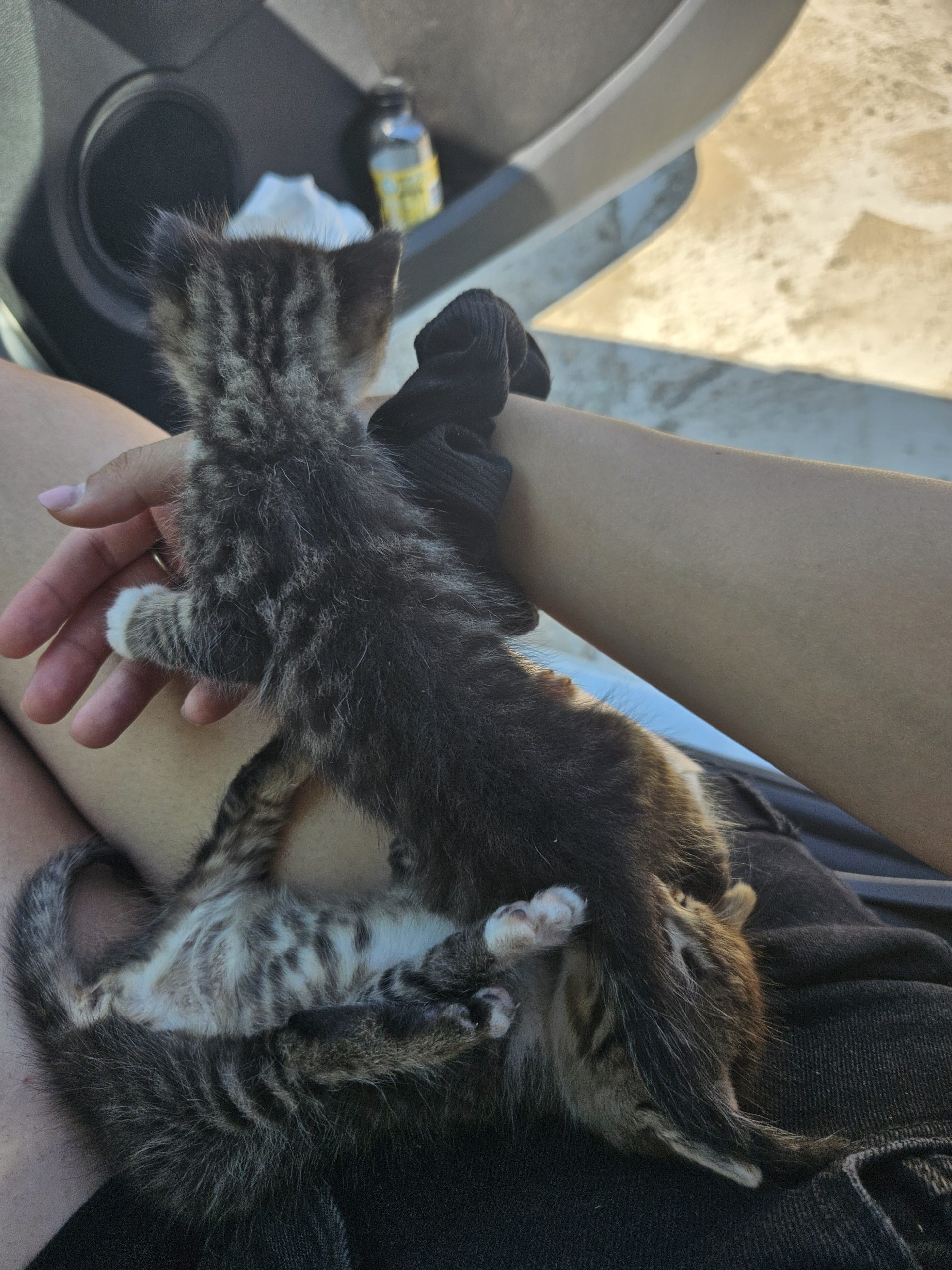 Dau spre adoptie pui de pisica aprox. 1 luna