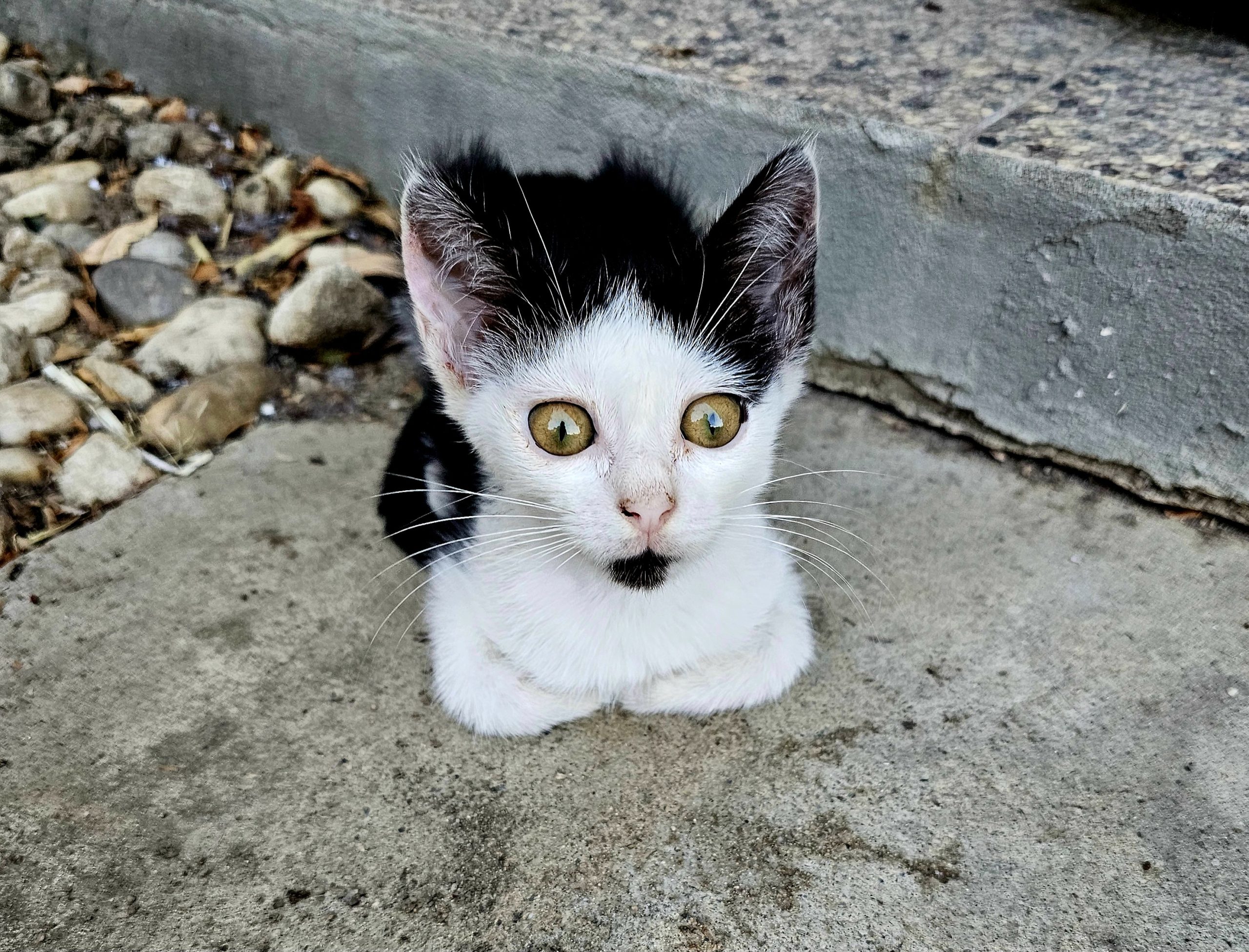 Mika