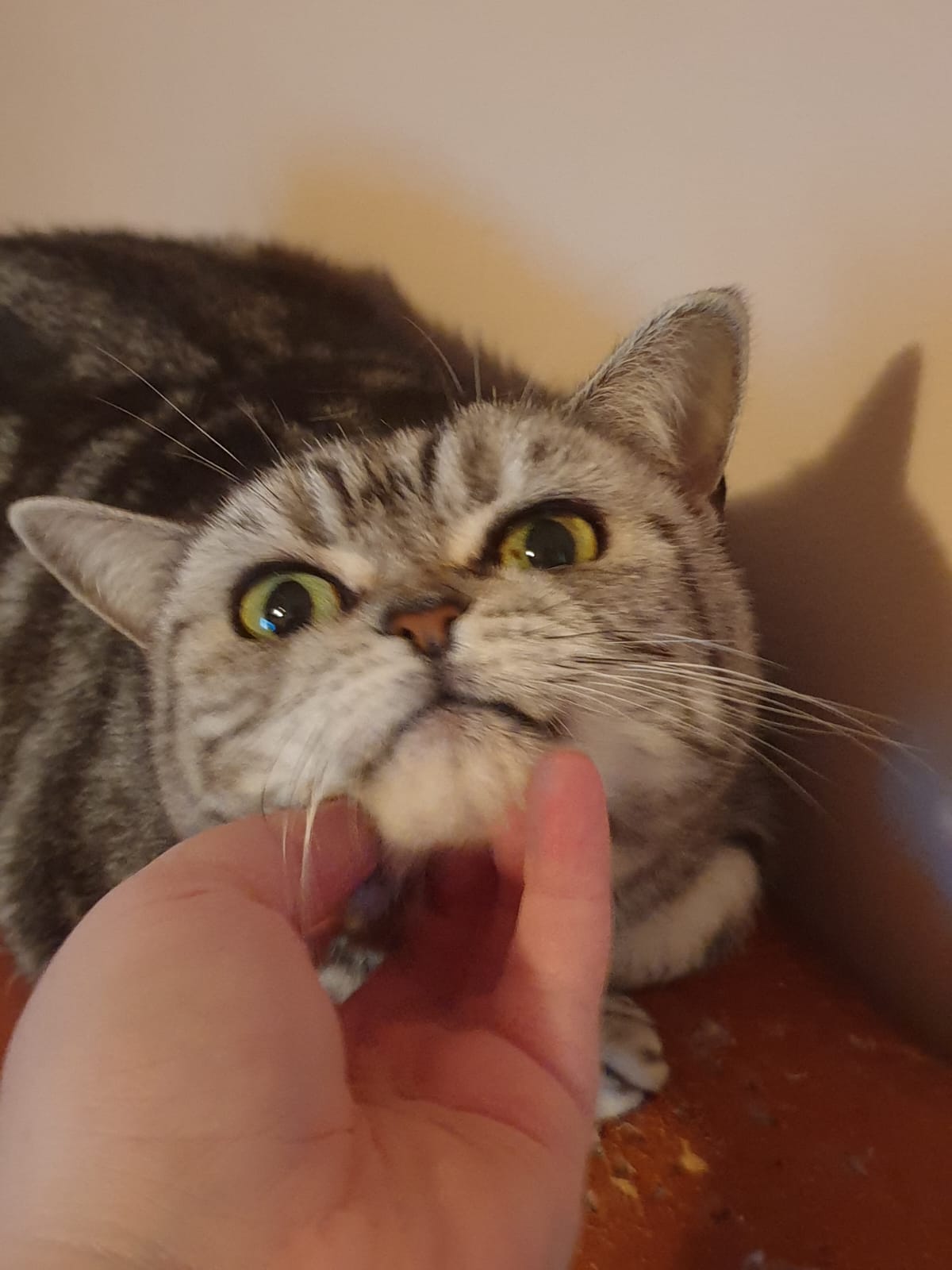 pisica british shorthaire silver tabby