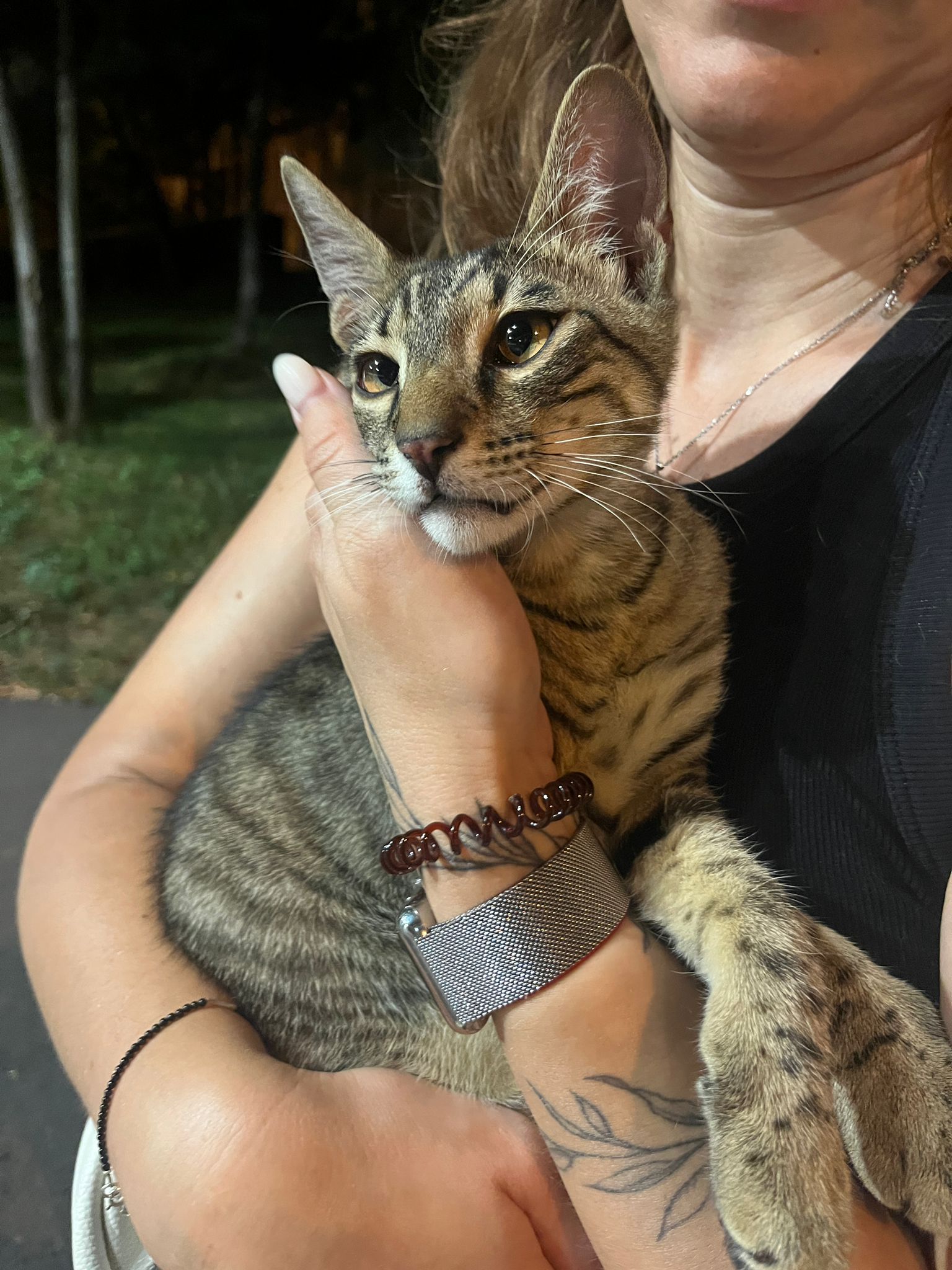 Pisic caută familie
