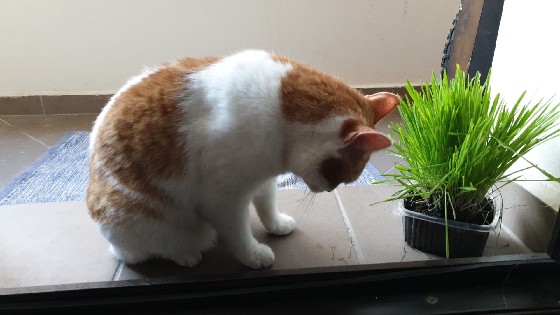 Adopție Alexei