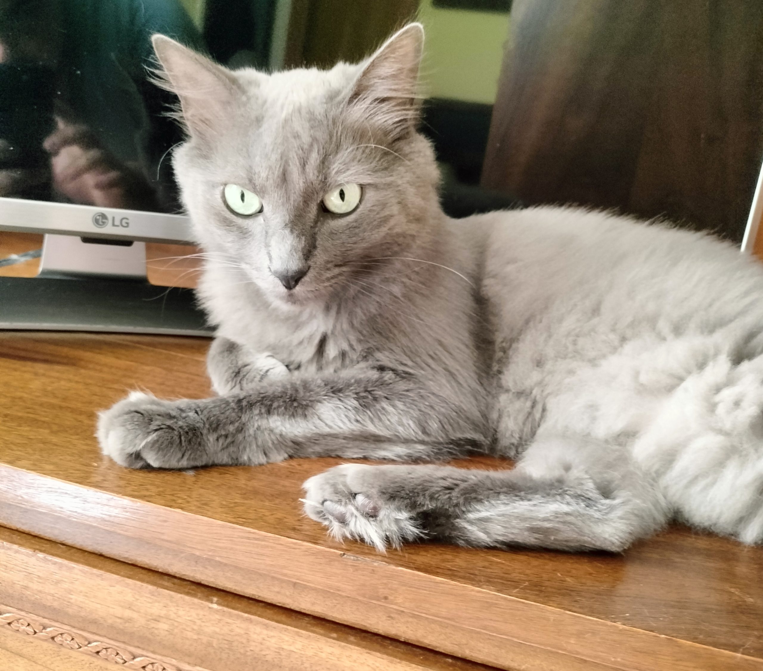 Oferim pisică spre adopție