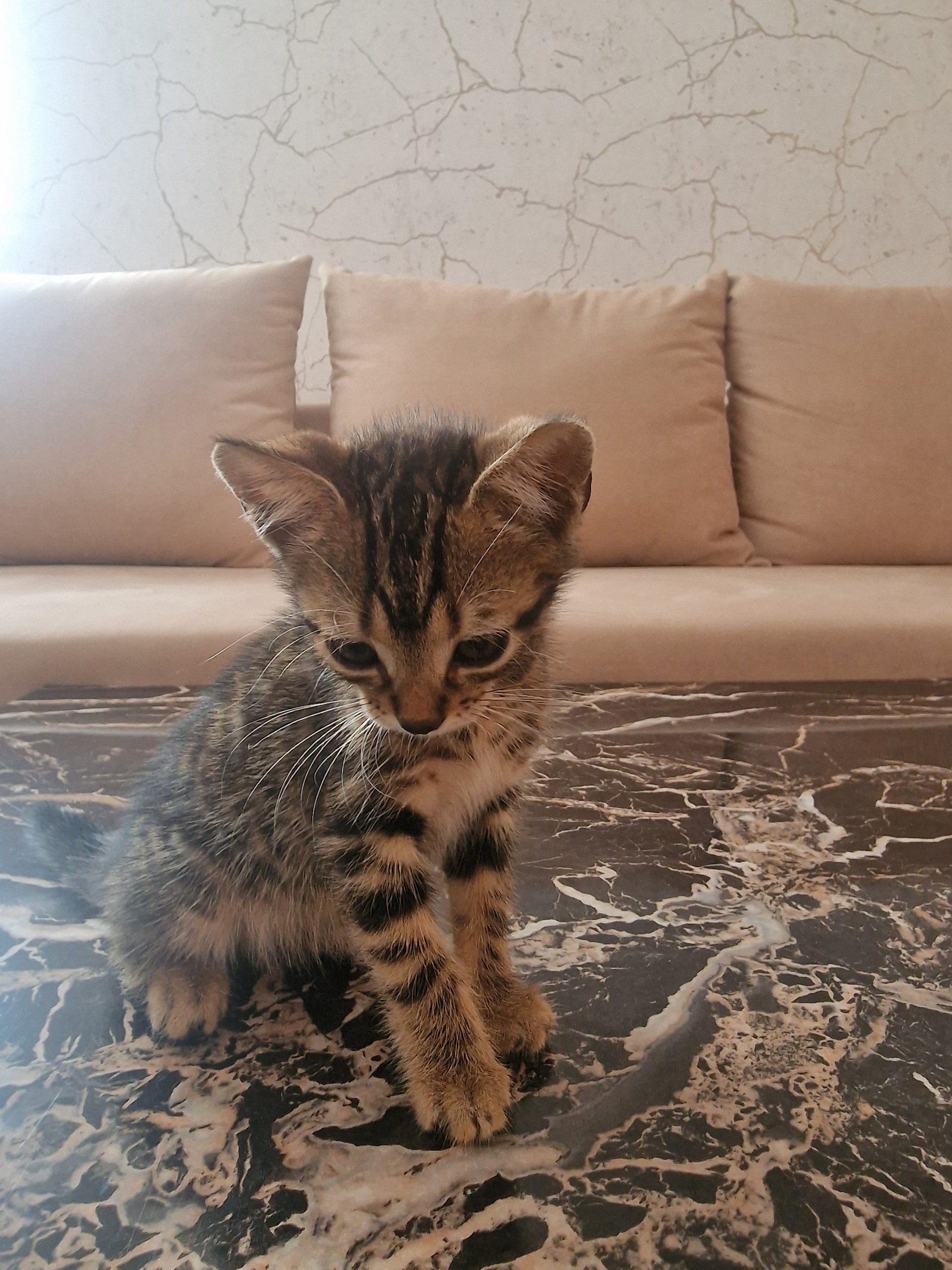 Puiuț de pisica spre adoptie