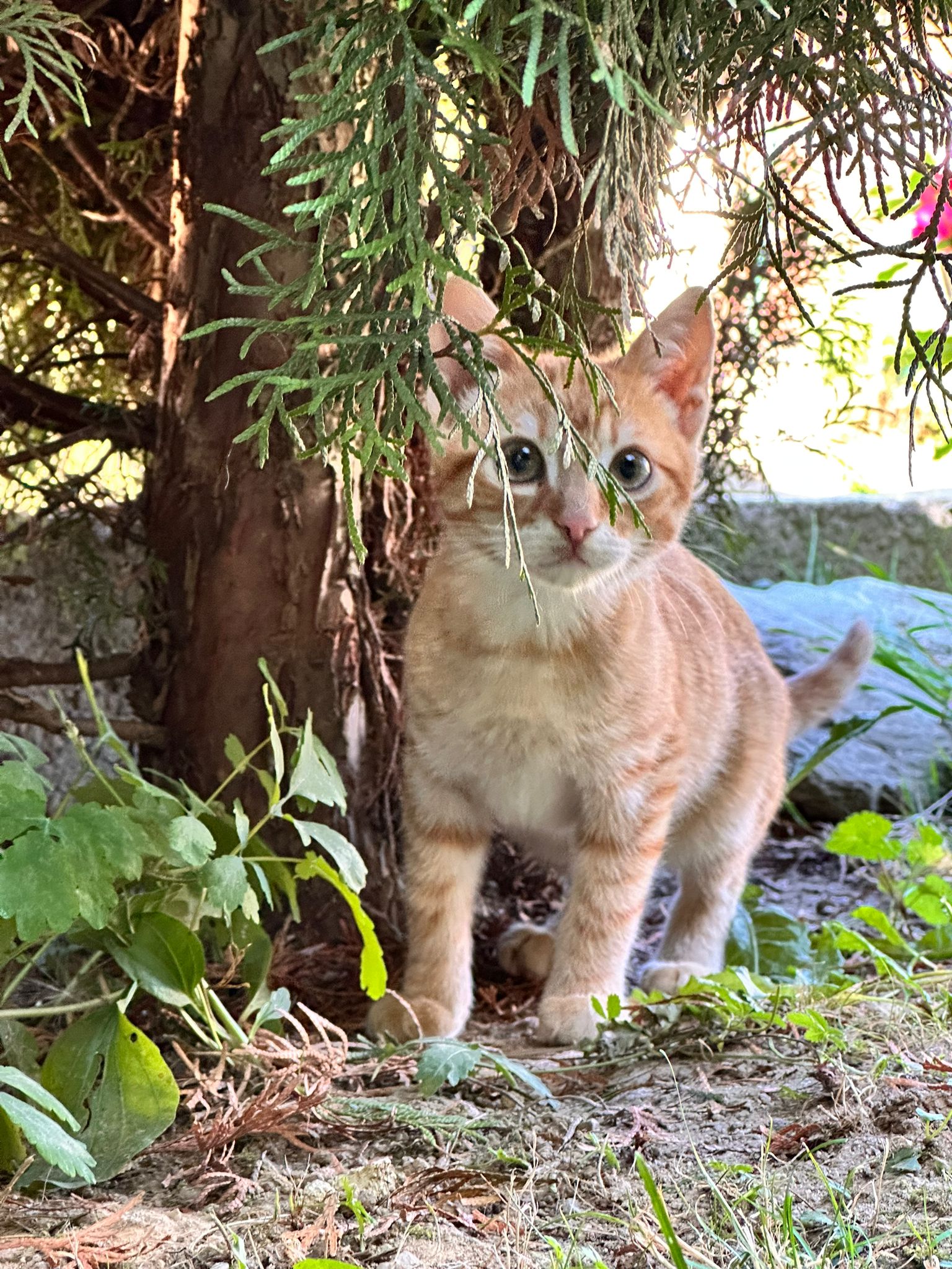 3 pisoii pentru adoptie