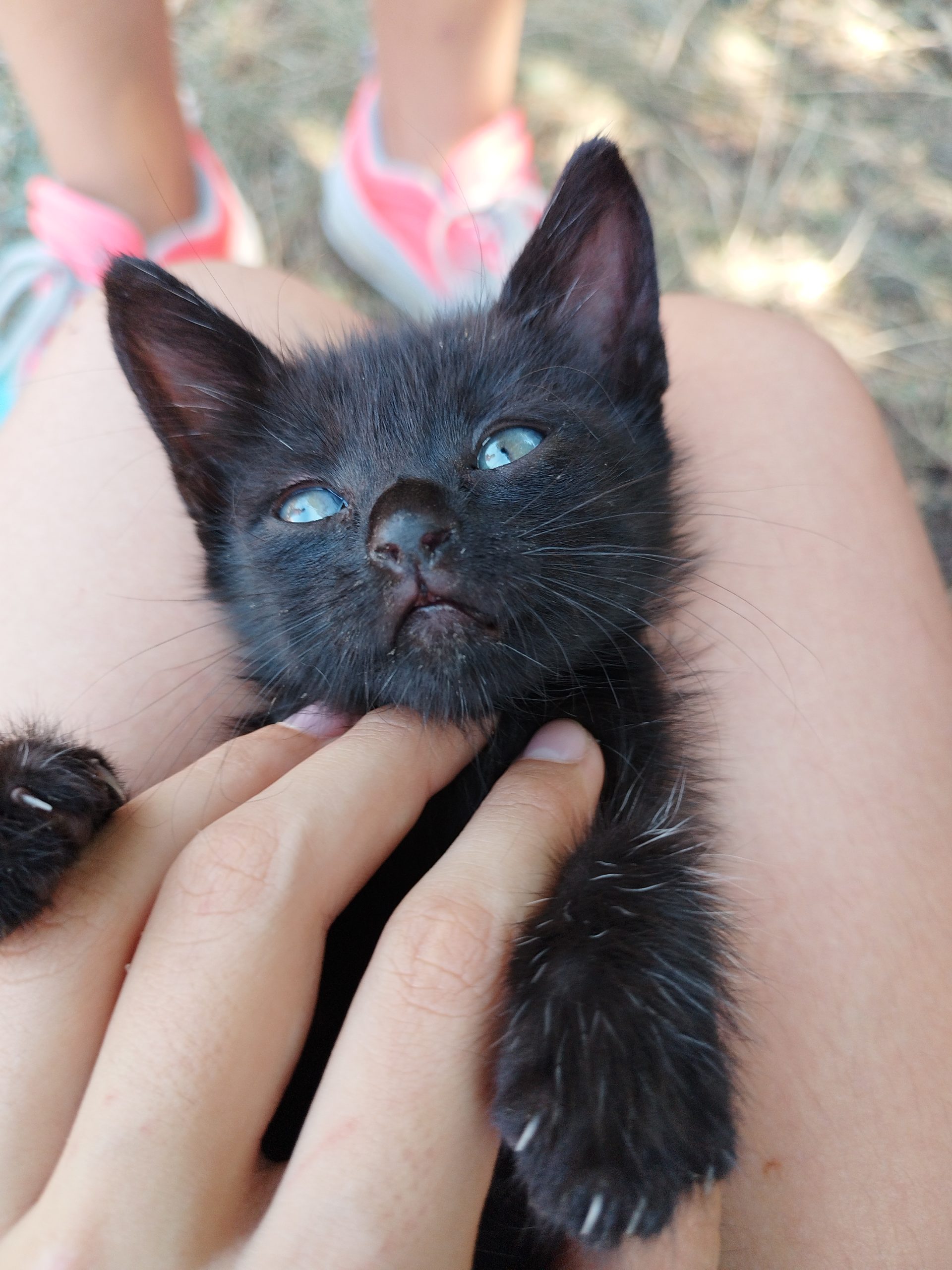 pisica adoptie