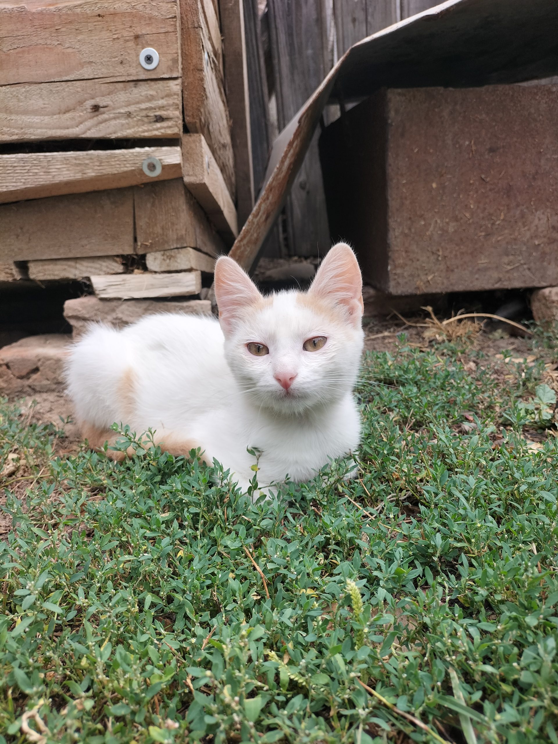 Donez spre adopție pisicuți 2,5 luni deparazitați
