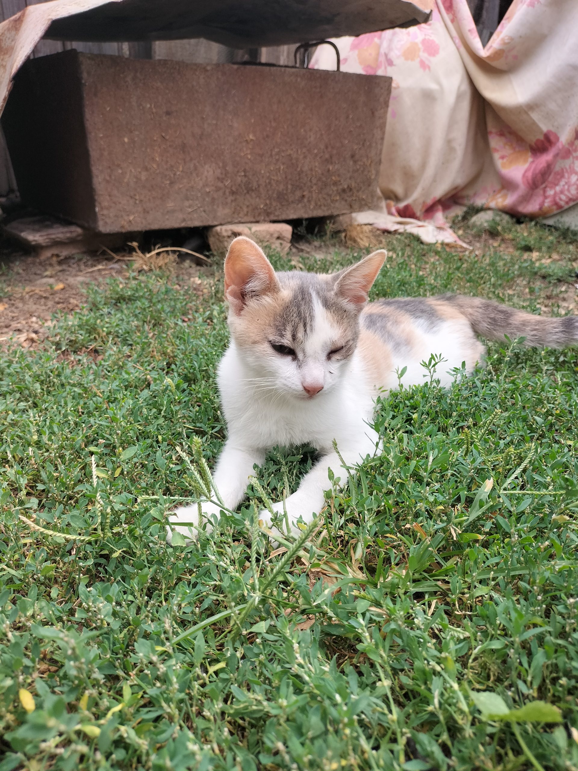 Donez spre adopție pisici 2,5 luni deparazitați