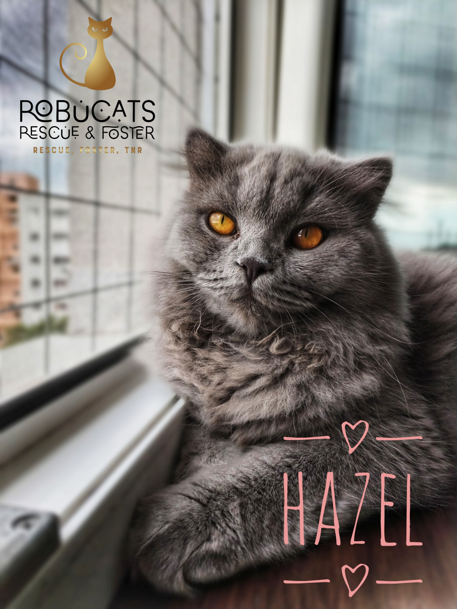 Fetița British Longhair și băiețel Scottish Fold