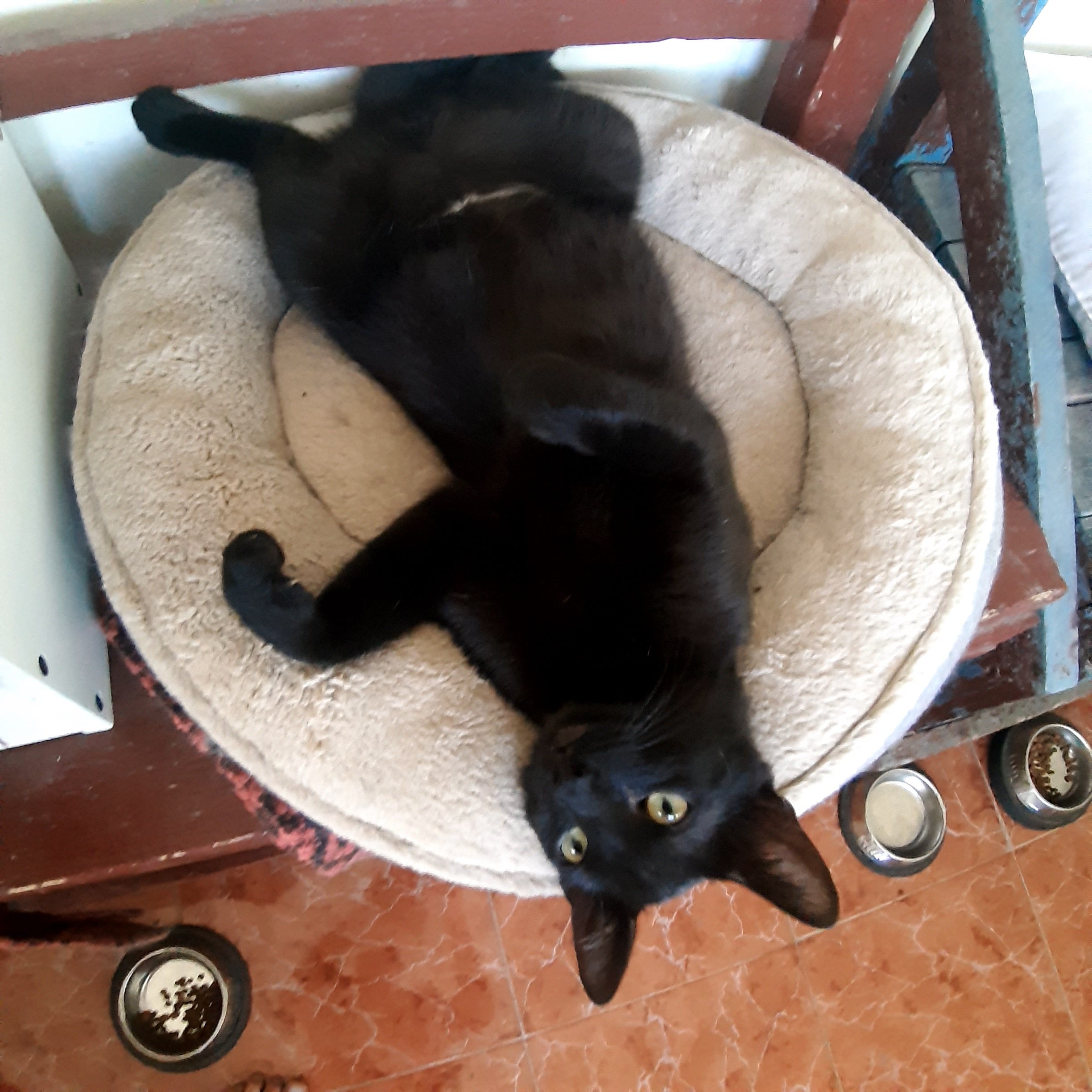 Adopție motan negru